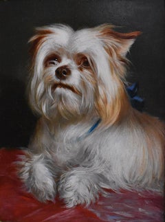 A Yorkshire terrier in a favourite blue bow
