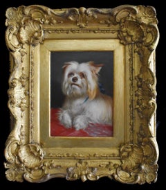 Un Yorkshire terrier avec son nœud bleu préféré