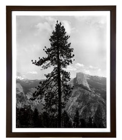 "Tree & Half Dome (Yosemite National Park, CA)" Photograph signed by T Ferderbar