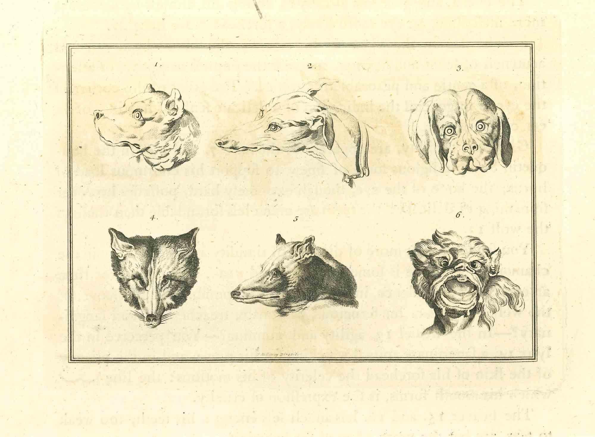 Animals Muzzles - Original Etching by Thomas Holloway - 1810