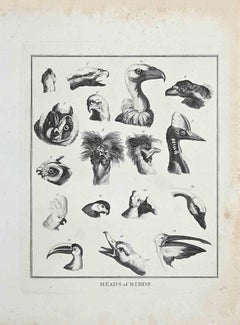 Heads of Birds - Original Etching by Thomas Holloway - 1810