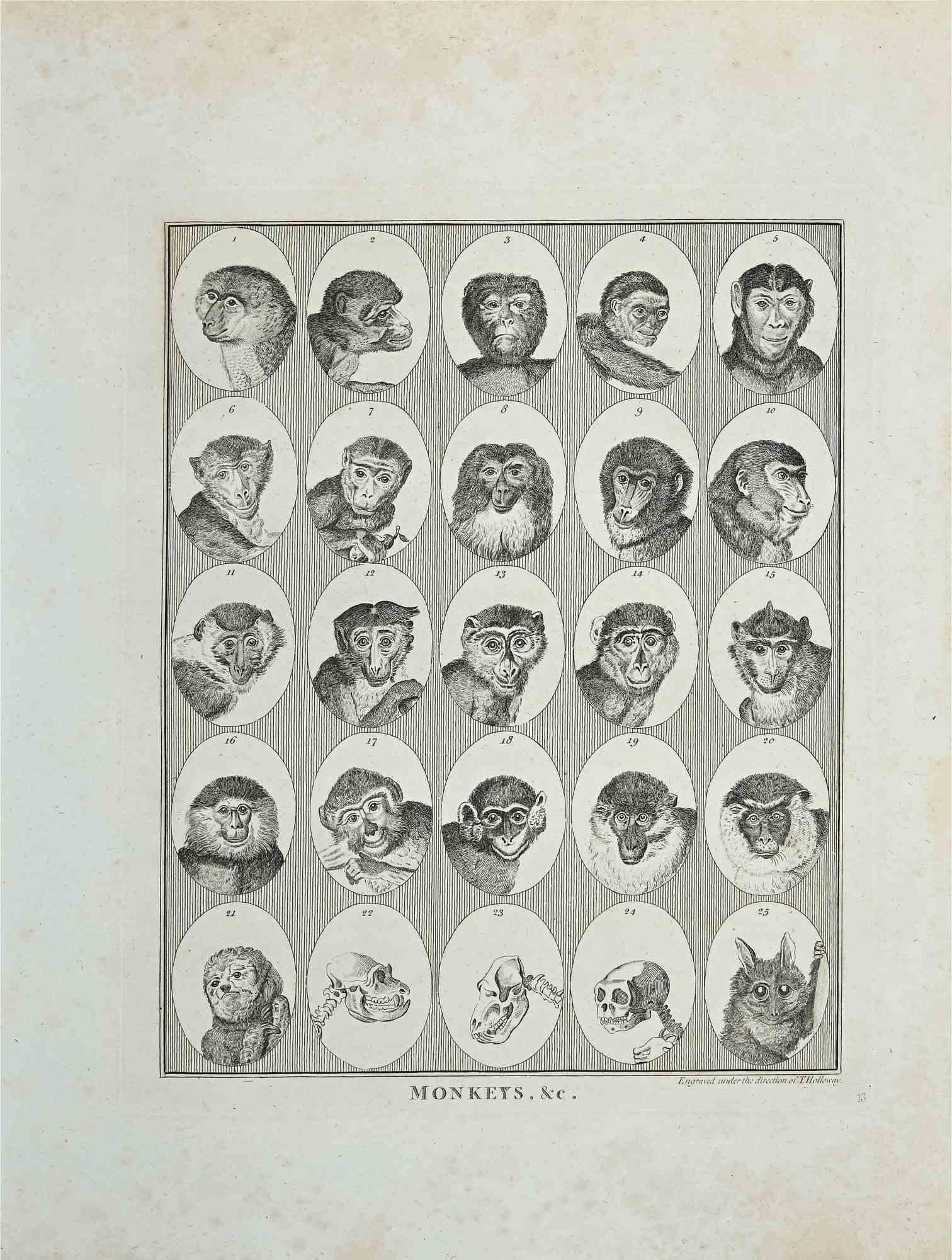 Monkeys is an original artwork realized by Thomas Holloway (1748 - 1827).

Original Etching from J.C. Lavater's "Essays on Physiognomy, Designed to promote the Knowledge and the Love of Mankind", London, Bensley, 1810. 

This artwork portrays
