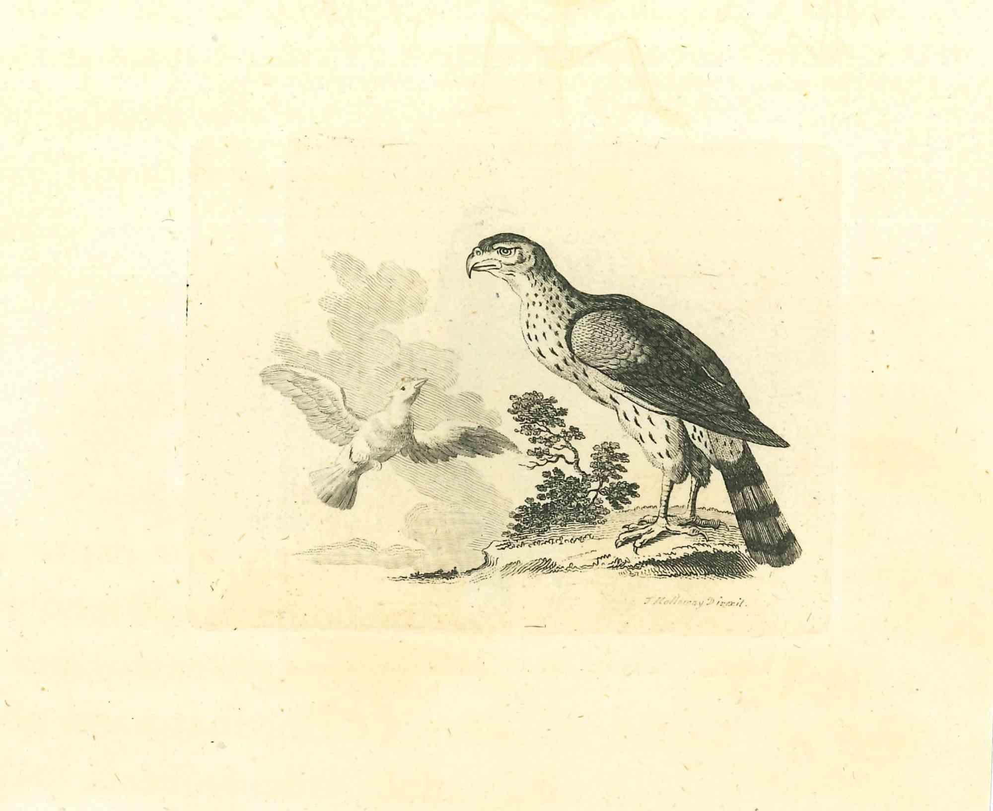 Les oiseaux - eau-forte originale de Thomas Holloway - 1810