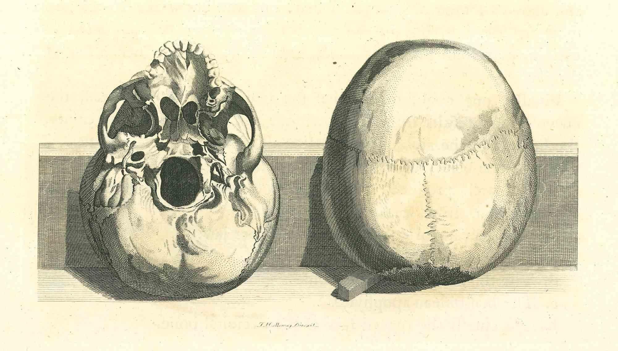 The Physiognomy - Skulls - Etching by Thomas Holloway - 1810