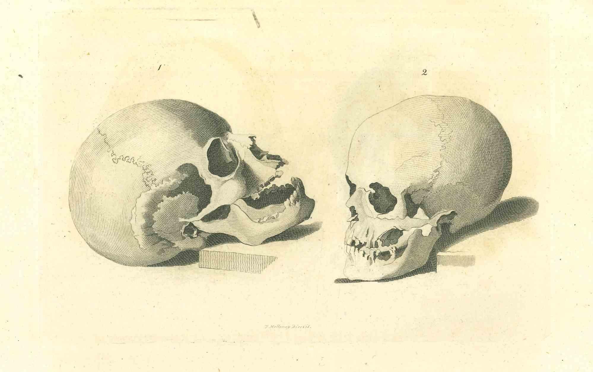 The Physiognomy  - Skulls is an original etching artwork realized by Thomas Holloway for Johann Caspar Lavater's "Essays on Physiognomy, Designed to Promote the Knowledge and the Love of Mankind", London, Bensley, 1810. 

Good conditions.

Johann