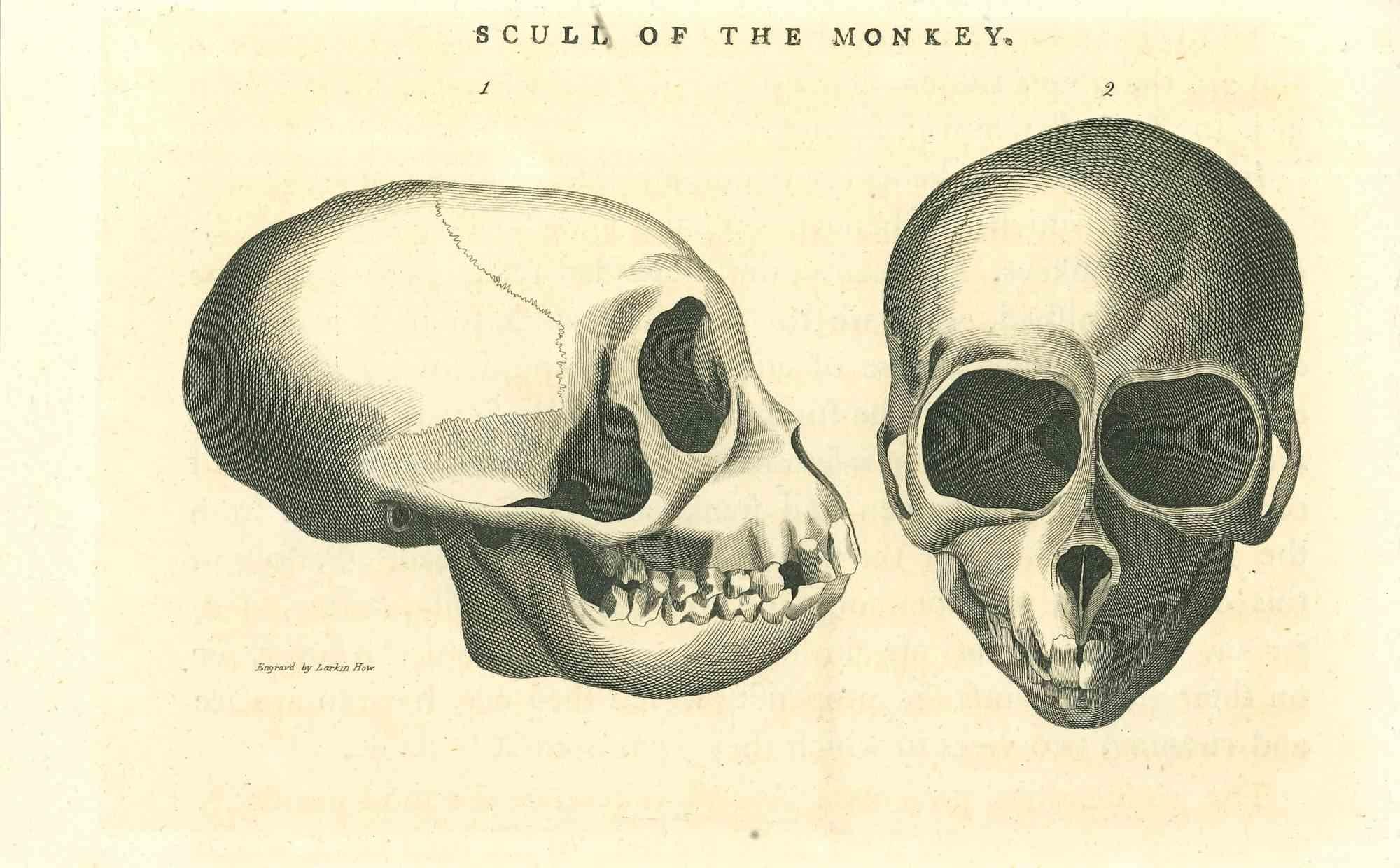 skull etching