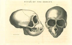 The Physiognomy - Skulls - Original Etching by Thomas Holloway - 1810