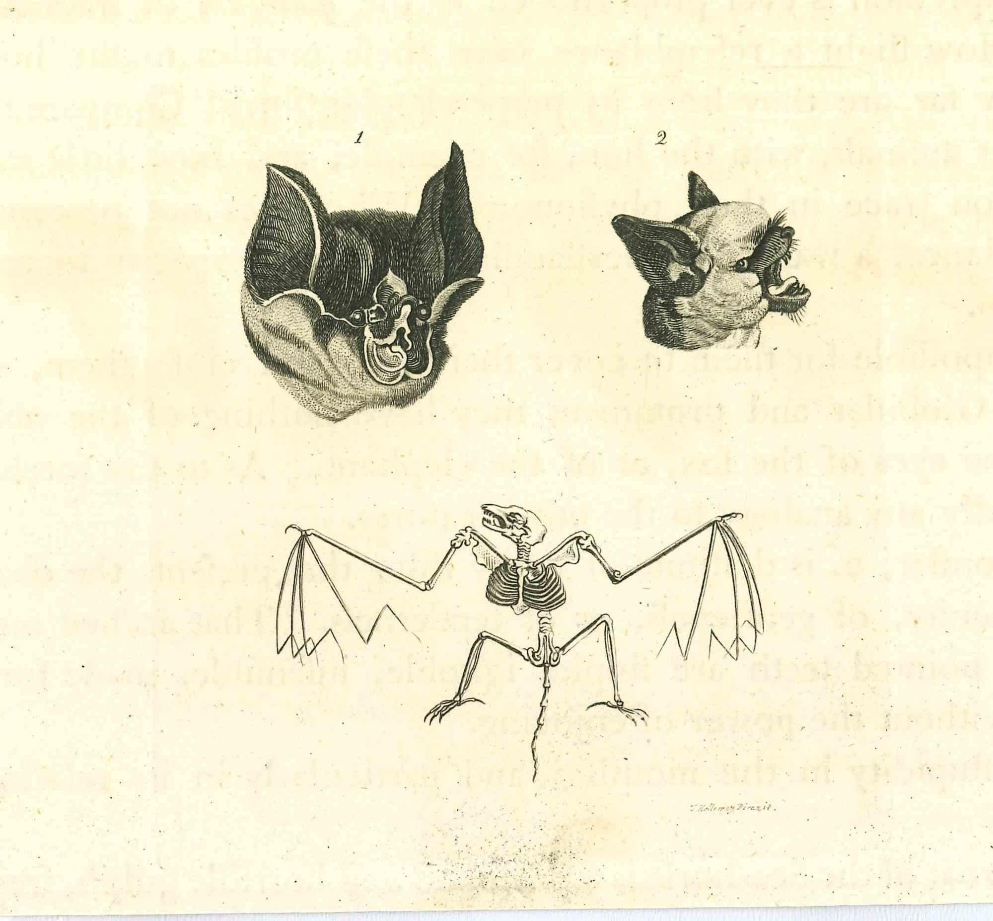 The Physiognomy - The Bats - Original Etching by Thomas Holloway - 1810