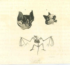 « The Physiognomy - The Bats » (Les battes), gravure originale de Thomas Holloway - 1810