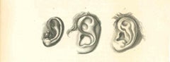 Die Physiognomie - Die Ohren - Original-Radierung von Thomas Holloway - 1810