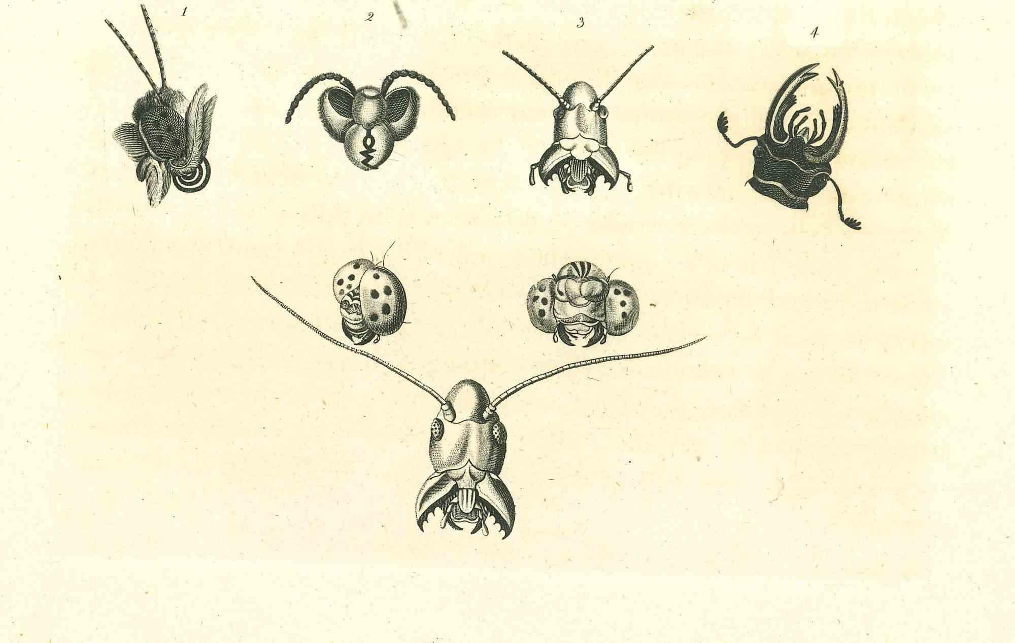 The Physiognomy - Les insectes - Gravure originale de Thomas Holloway - 1810