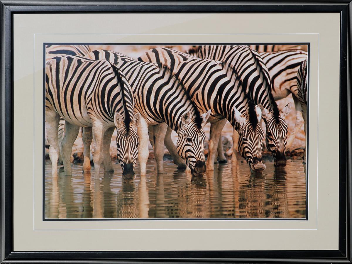 Thomas Mangelsen Color Photograph - "Dry Season" Zebra Herd at Watering Hole Wildlife Photograph Edition 330/950