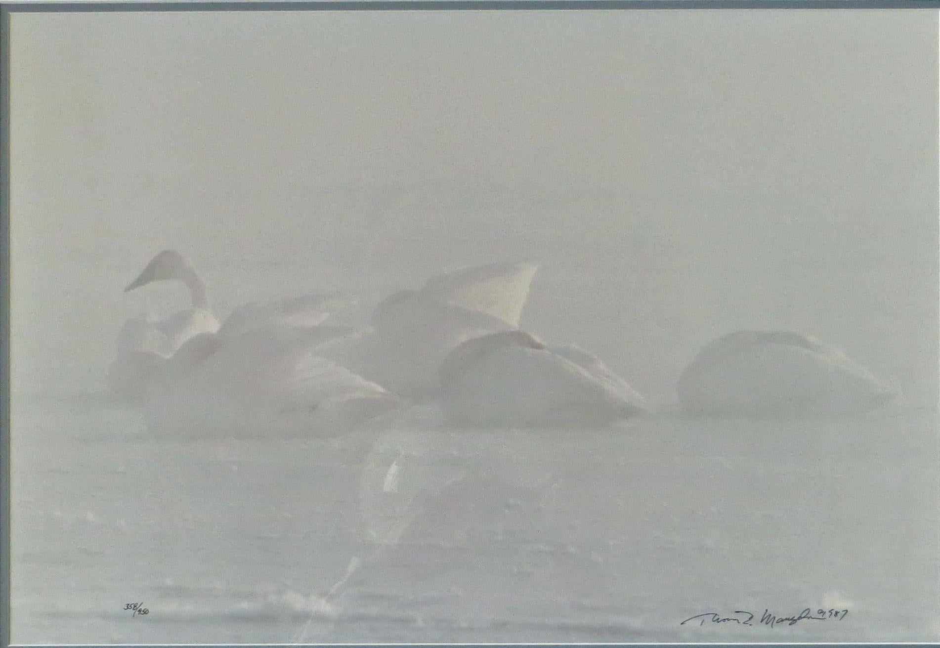 Winter Mist - Trumpeter Swans - Photograph by Thomas Mangelsen