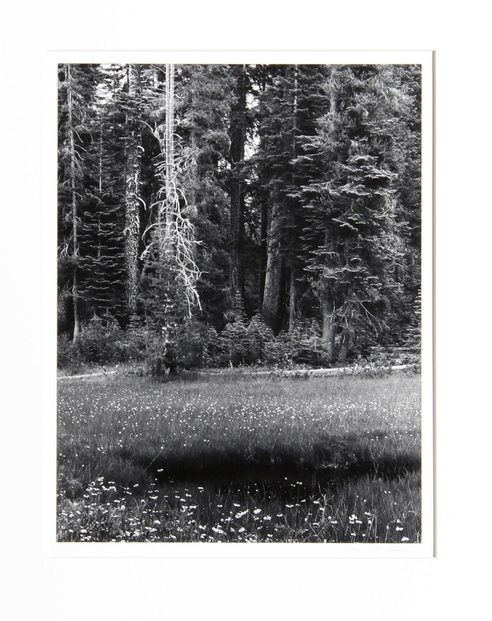 Dead Pine, Sierra Nevada, Signed Gelatin Silver Print by Thomas McCartney