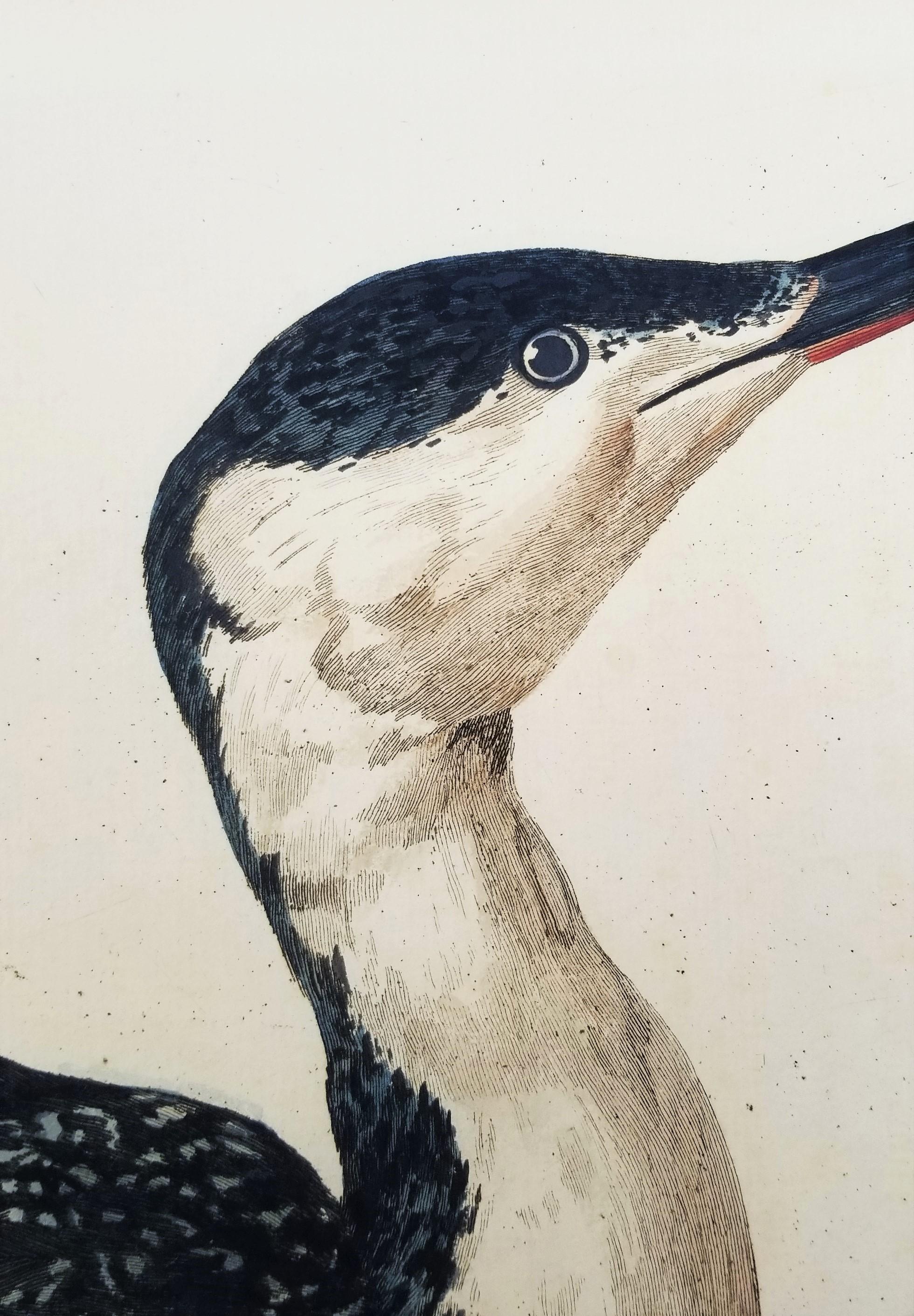 The Great Speckled Diver (Great Speckled Loon) /// Thomas Pennant Ornithology 9