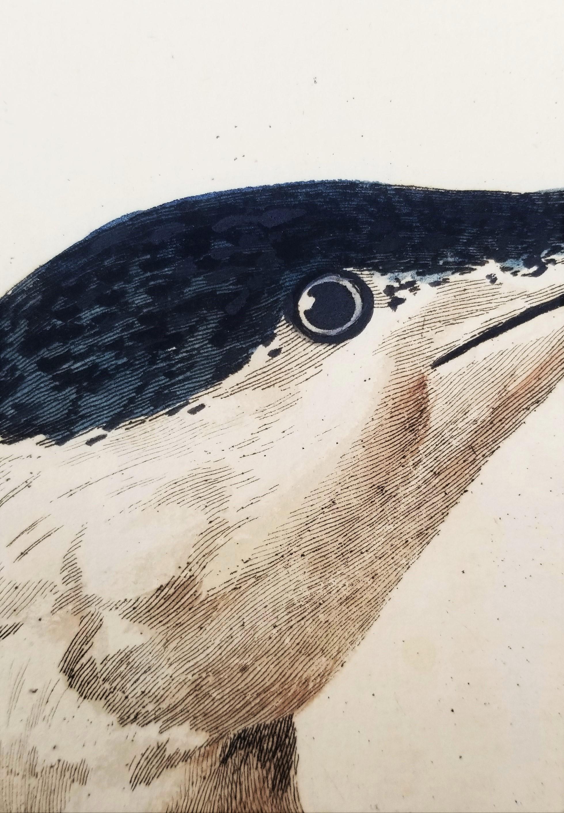The Great Speckled Diver (Great Speckled Loon) /// Thomas Pennant Ornithology 10