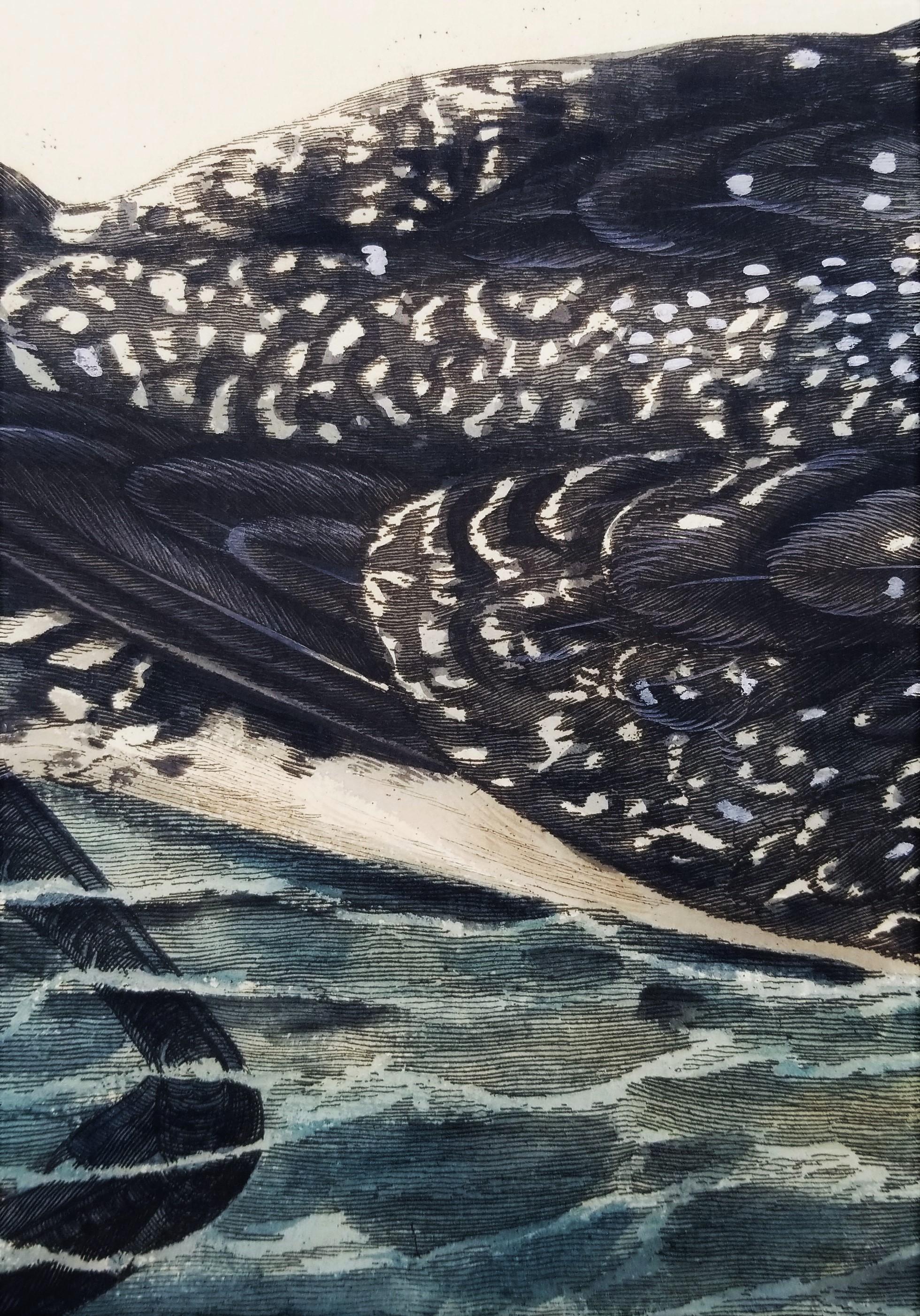 The Great Speckled Diver (Great Speckled Loon) /// Thomas Pennant Ornithology 11
