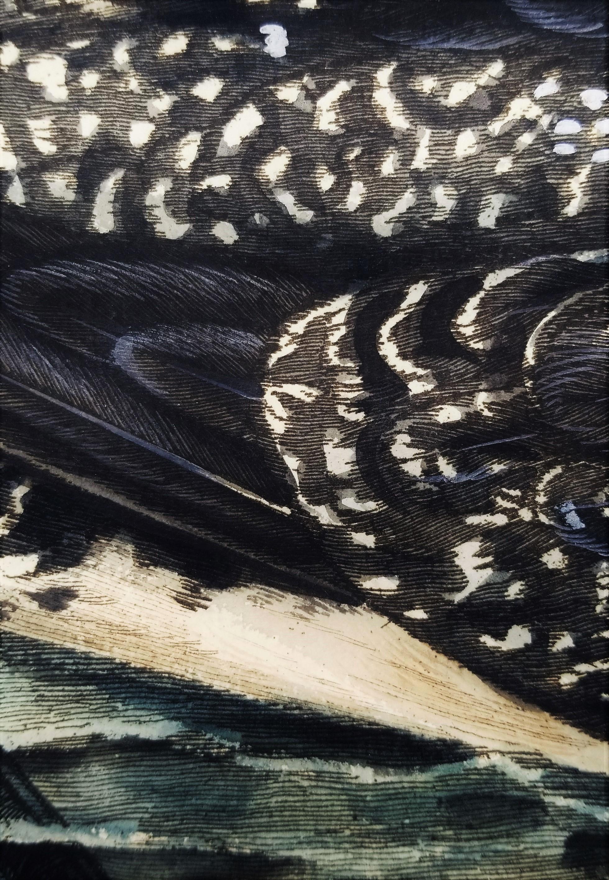 The Great Speckled Diver (Great Speckled Loon) /// Thomas Pennant Ornithology 12