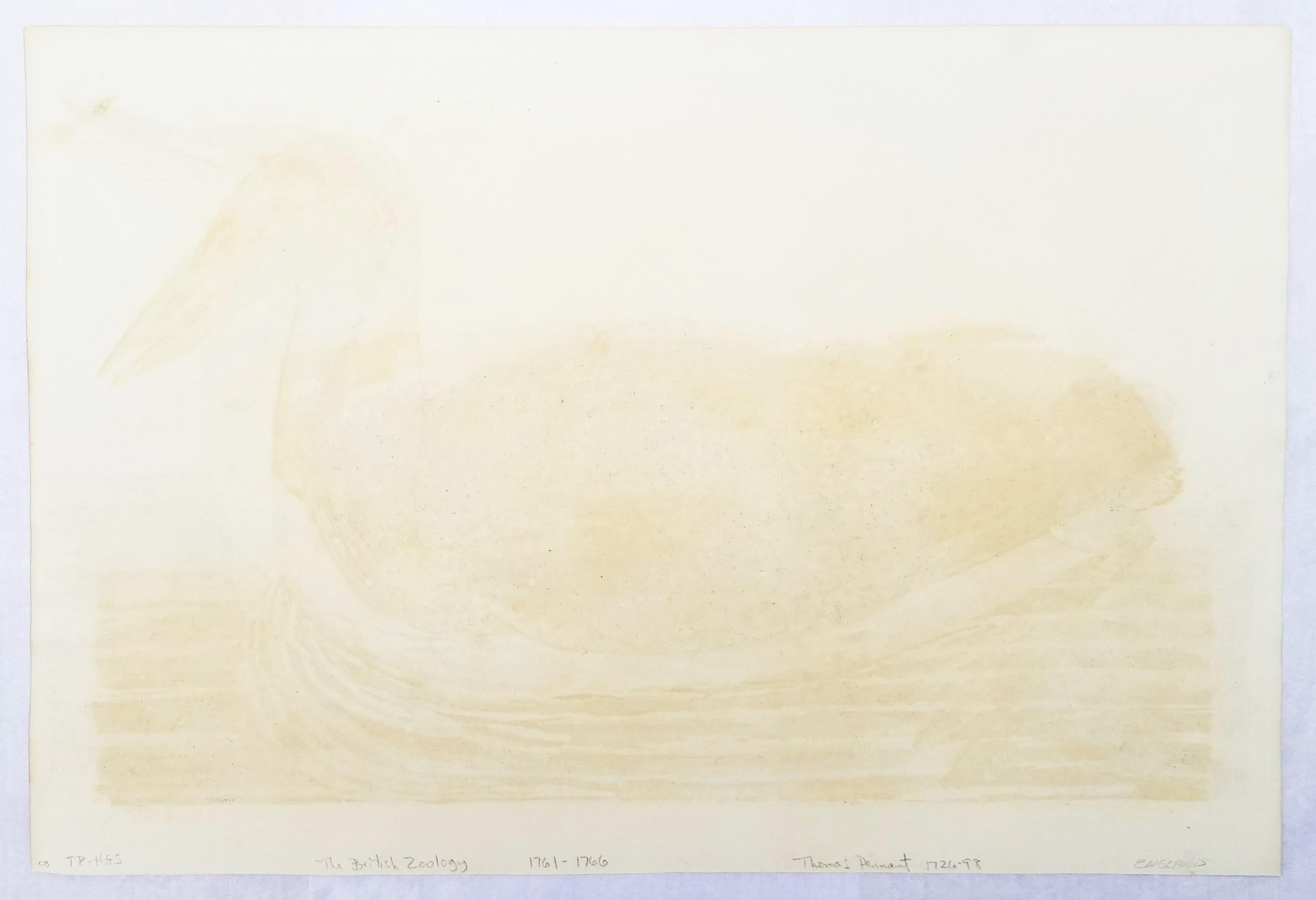 The Great Speckled Diver (Great Speckled Loon) /// Thomas Pennant Ornithology 13