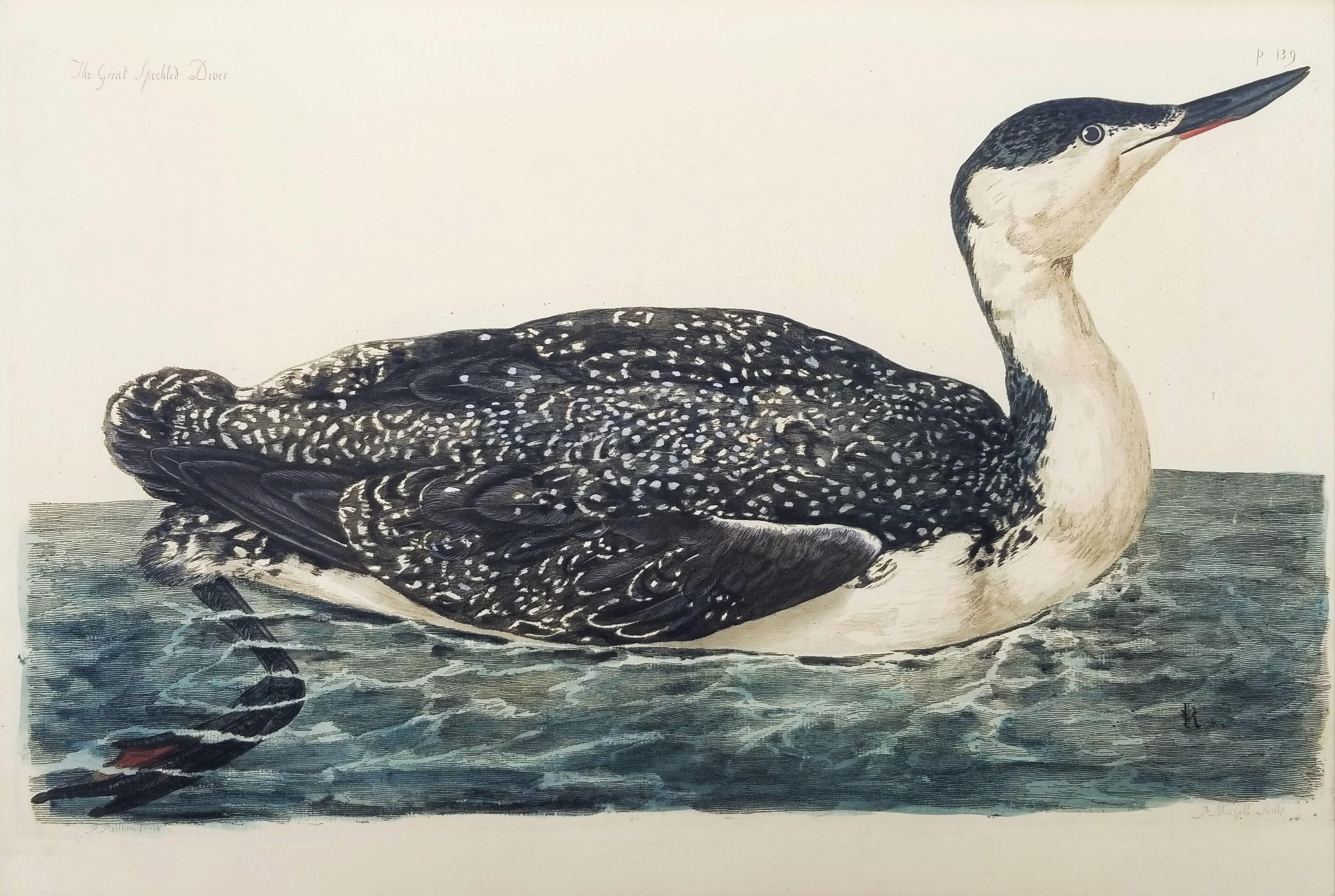 The Great Speckled Diver (Great Speckled Loon) /// Thomas Pennant Ornithology 1