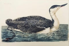 The Great Speckled Diver (Tüpfeltaucher) /// Thomas Pennant Ornithologie