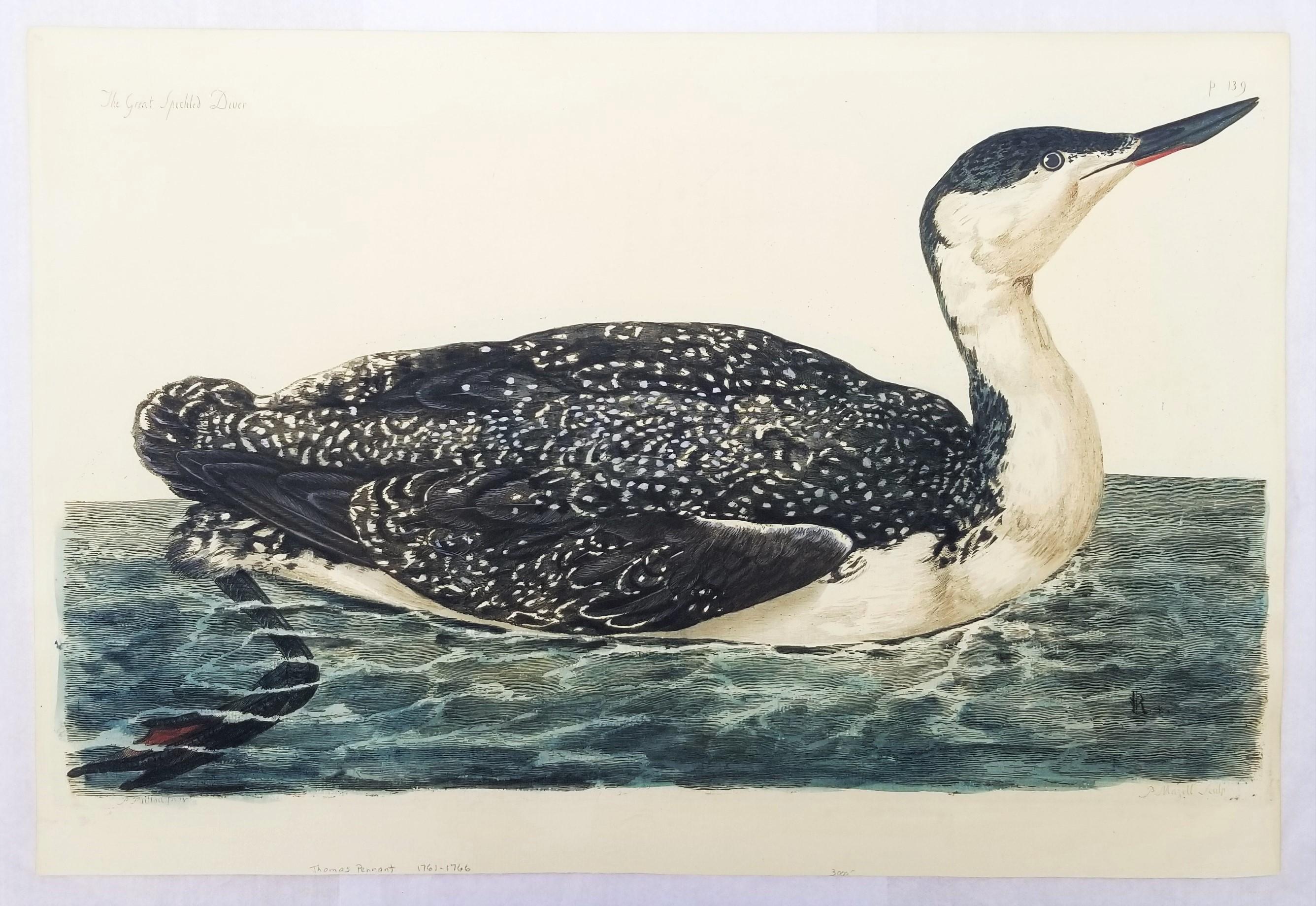 The Great Speckled Diver (Great Speckled Loon) /// Thomas Pennant Ornithology 2