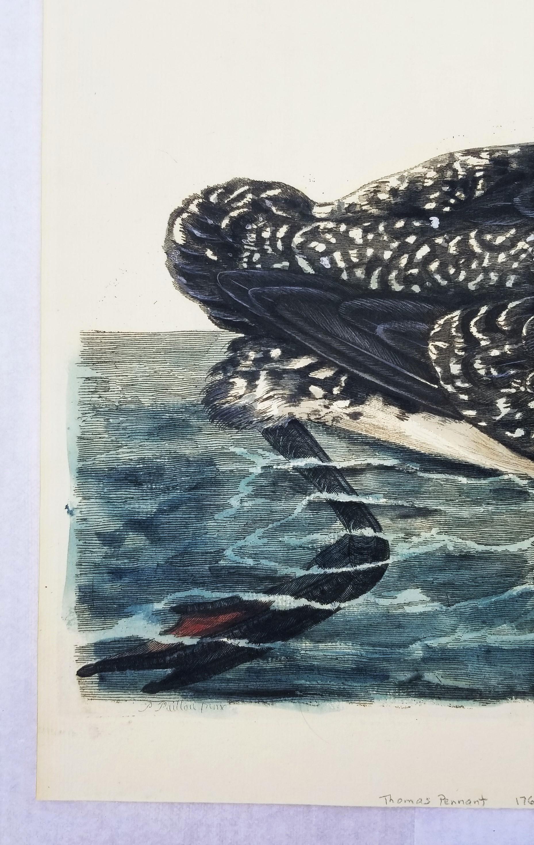 The Great Speckled Diver (Great Speckled Loon) /// Thomas Pennant Ornithology 3