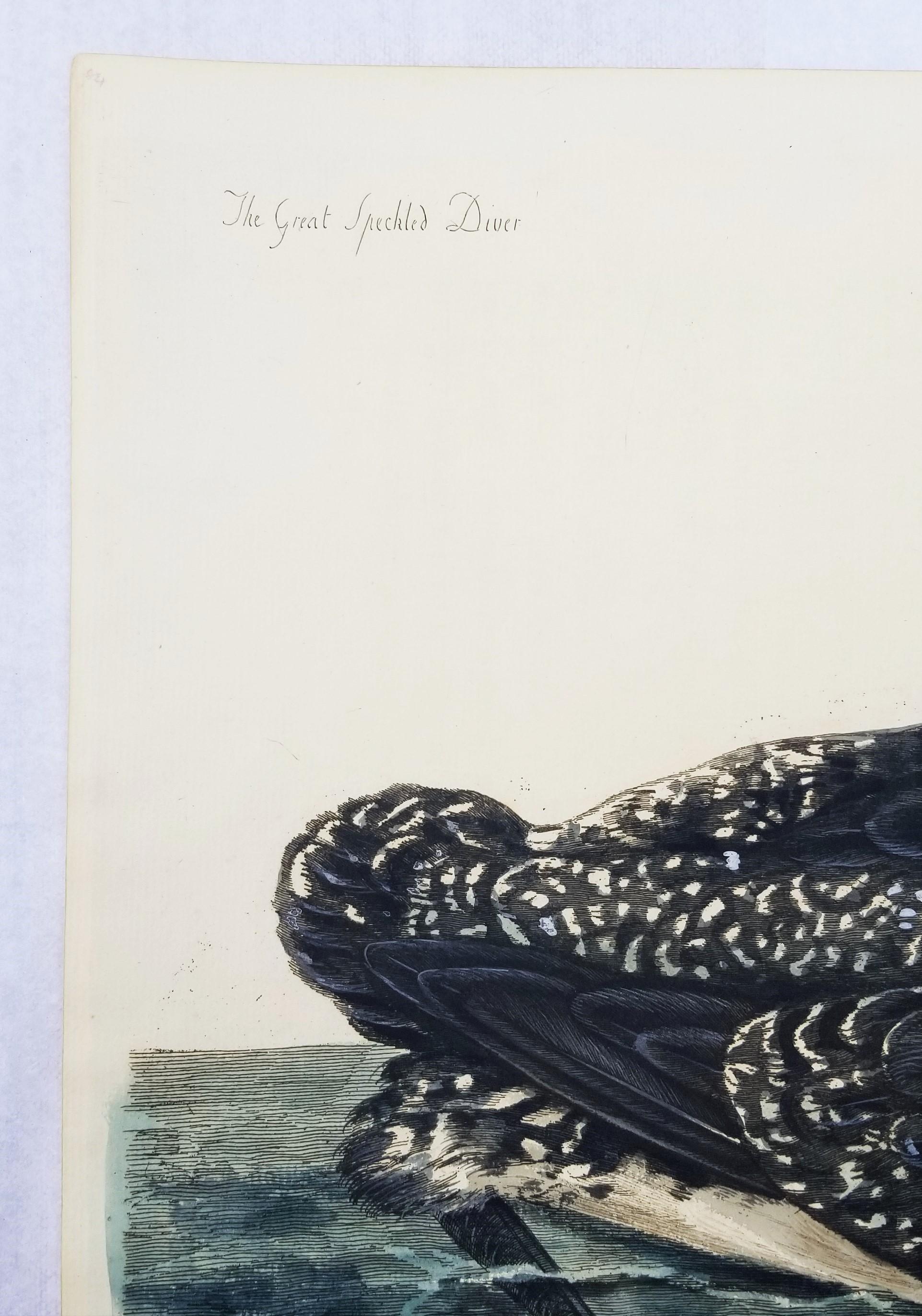 The Great Speckled Diver (Great Speckled Loon) /// Thomas Pennant Ornithology 4