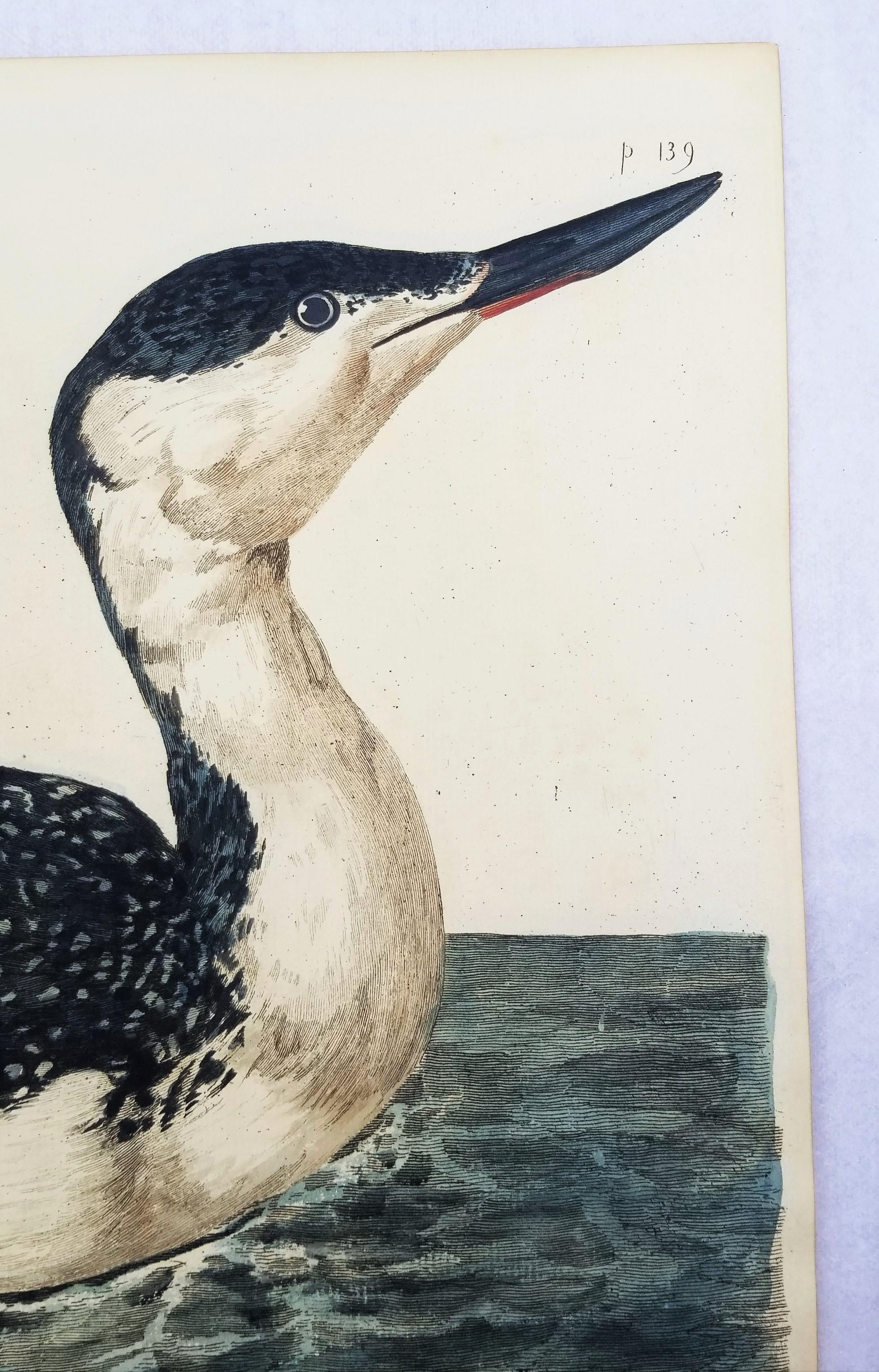 The Great Speckled Diver (Great Speckled Loon) /// Thomas Pennant Ornithology 5