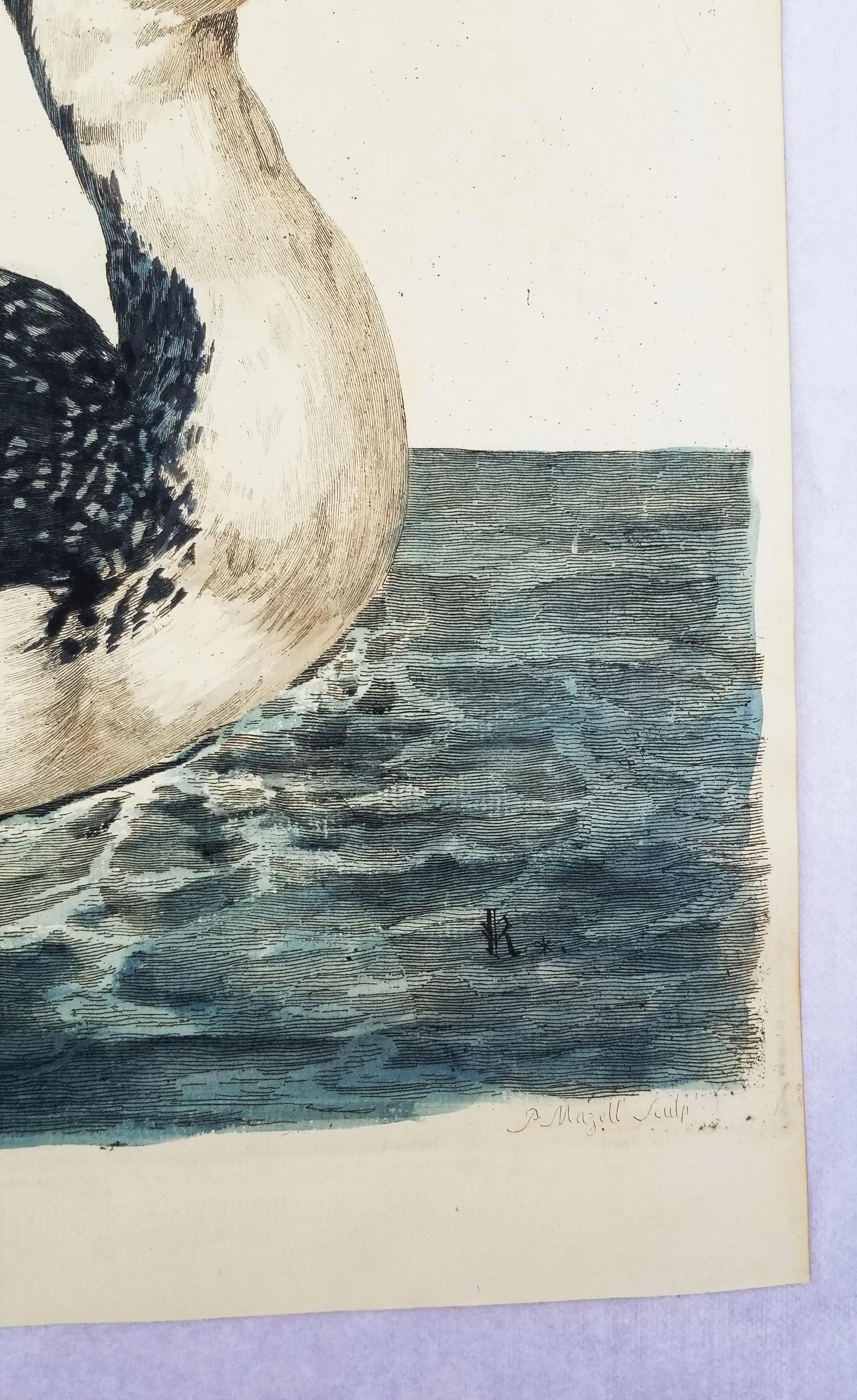 The Great Speckled Diver (Great Speckled Loon) /// Thomas Pennant Ornithology 6