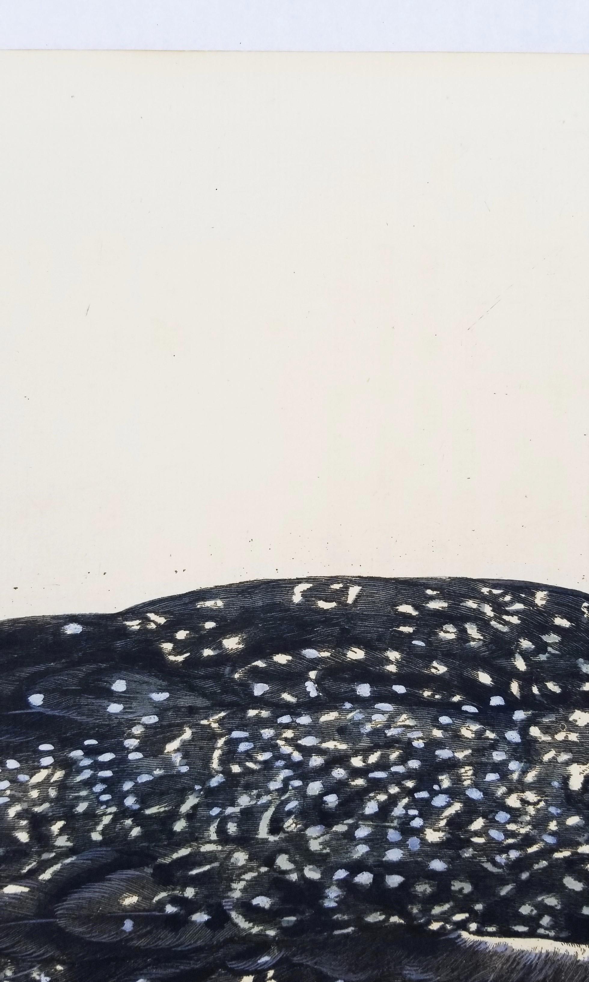 The Great Speckled Diver (Great Speckled Loon) /// Thomas Pennant Ornithology 7