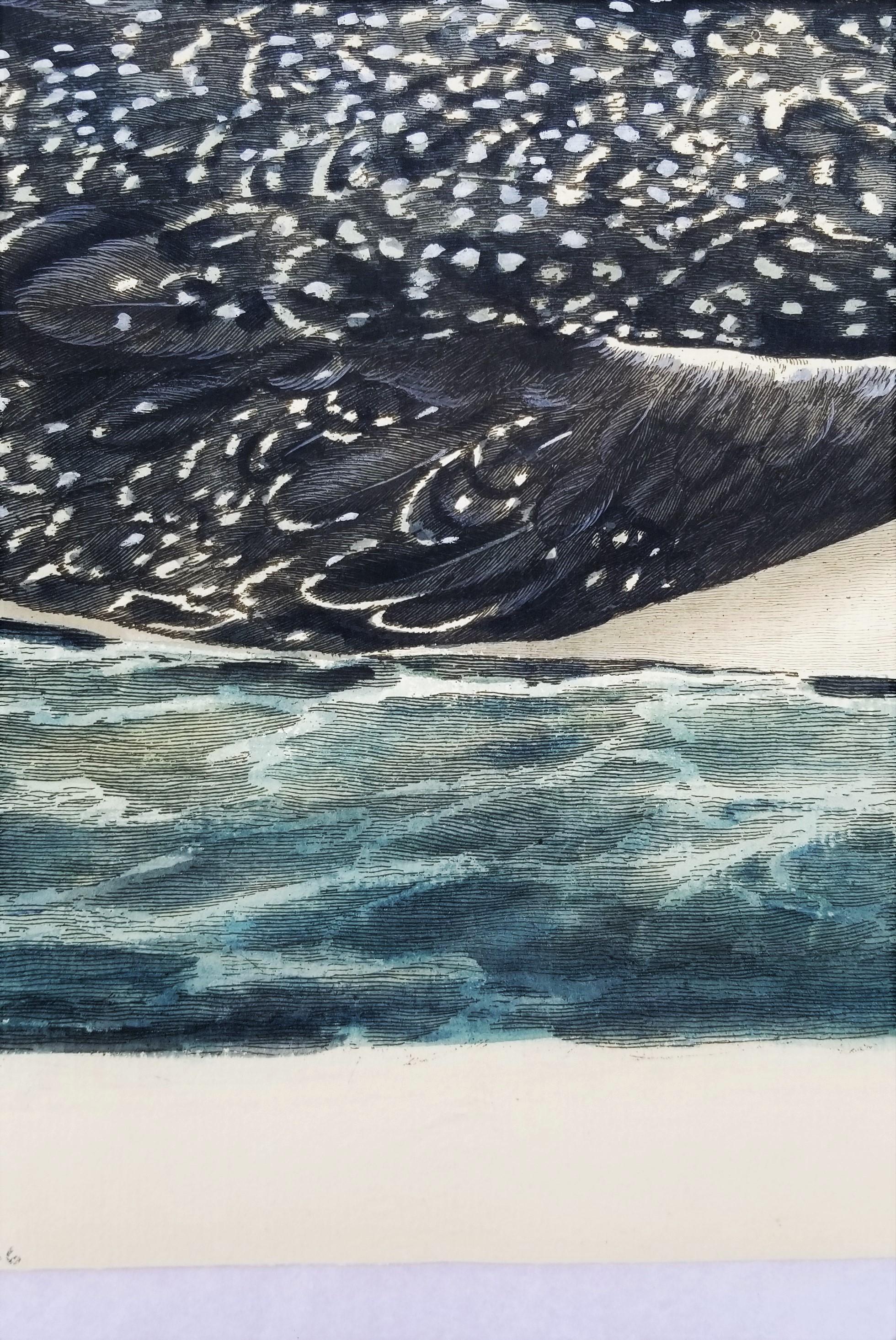 The Great Speckled Diver (Great Speckled Loon) /// Thomas Pennant Ornithology 8