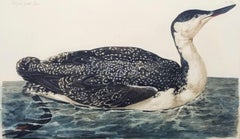 Antique The Great Speckled Diver (Great Speckled Loon) /// Thomas Pennant Ornithology