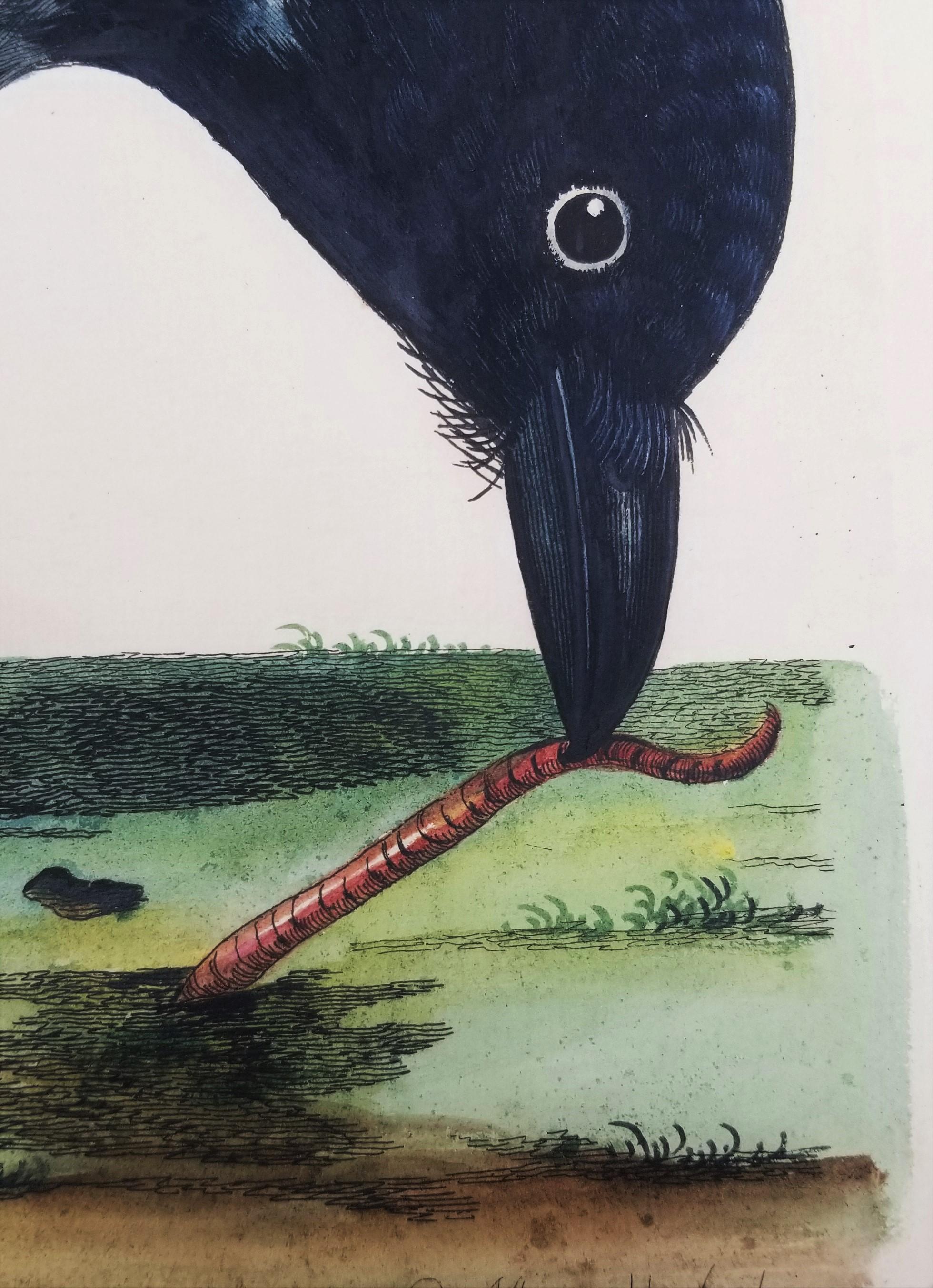 Il corvo di Royston (corvo con cappuccio) /// Thomas Pennant Ornitologia Uccelli Animali Arte in vendita 6