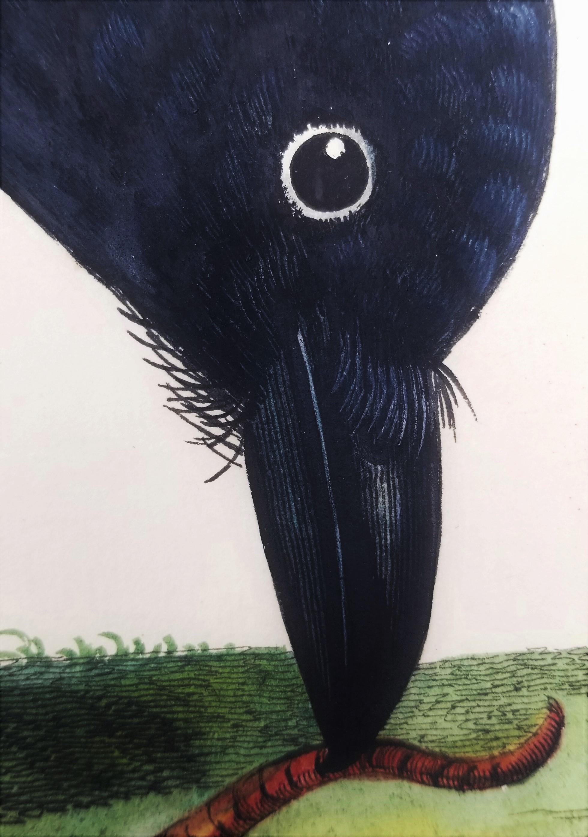 Il corvo di Royston (corvo con cappuccio) /// Thomas Pennant Ornitologia Uccelli Animali Arte in vendita 7