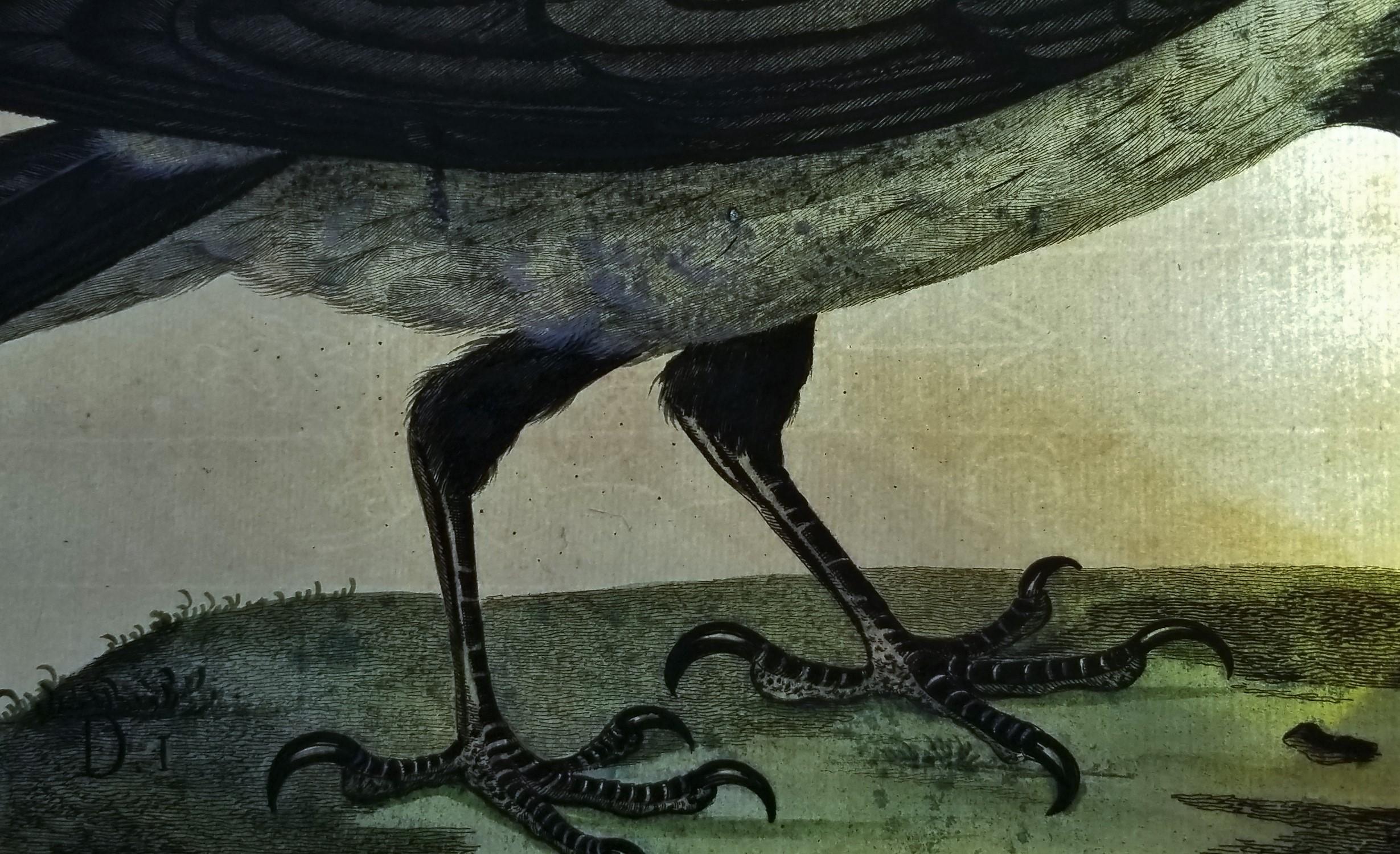 Il corvo di Royston (corvo con cappuccio) /// Thomas Pennant Ornitologia Uccelli Animali Arte in vendita 9