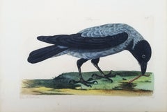 The Royston Crow (Hooded Crow) /// Thomas Pennant Ornithology Bird Animal Art