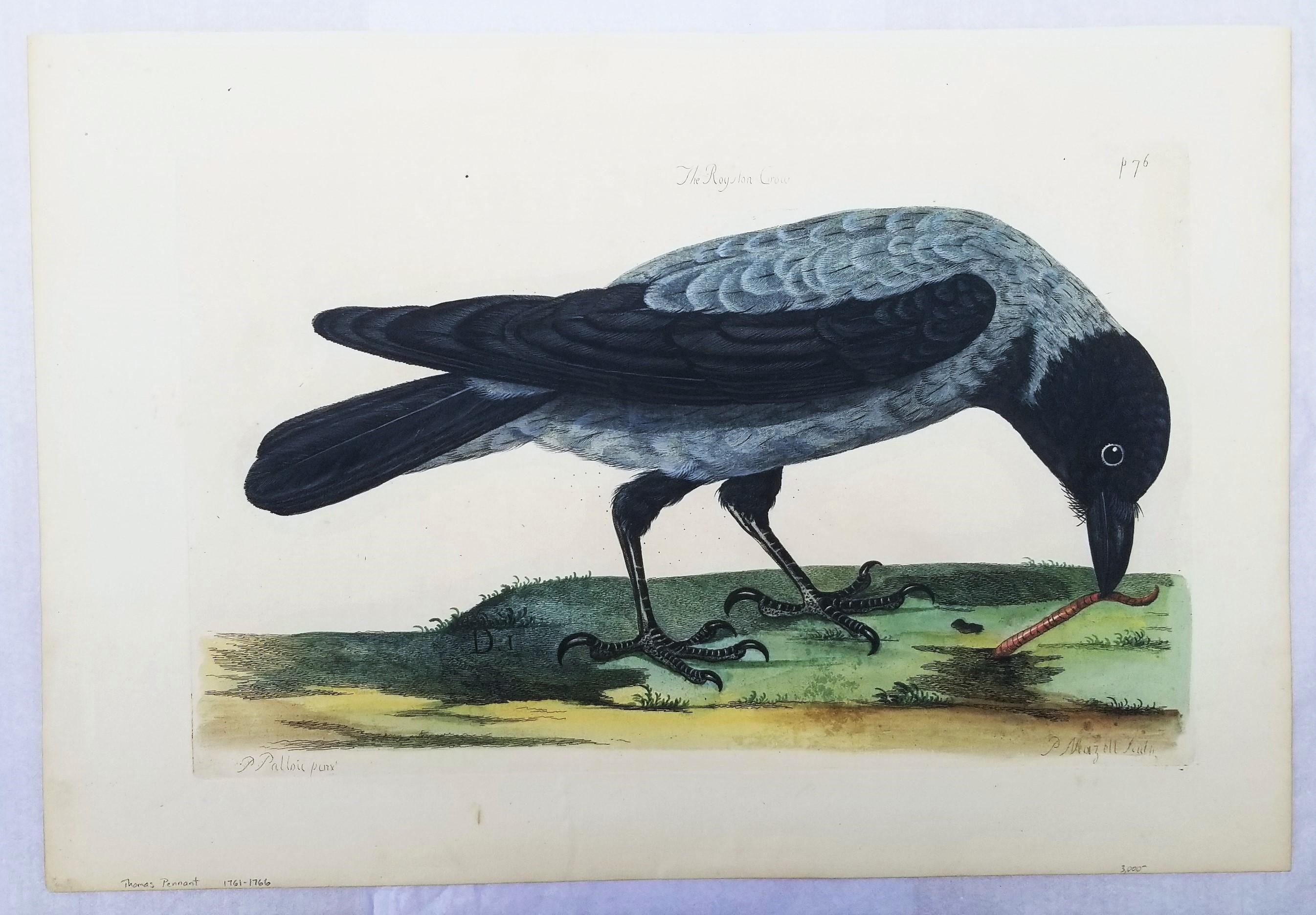 uccello simile al corvo