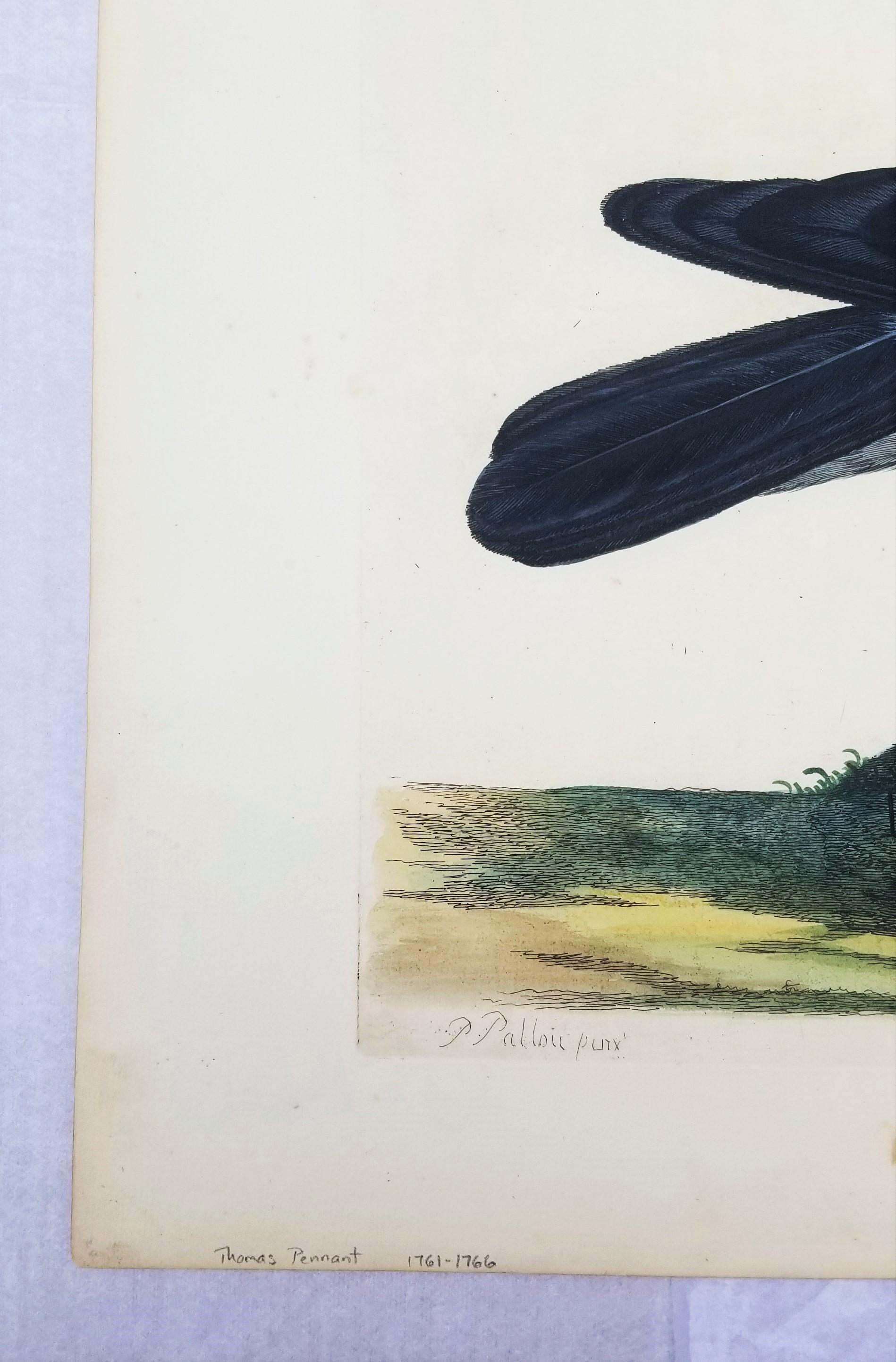 Artista: Thomas Pennant (Gallese, 1726-1798)
Titolo: 
