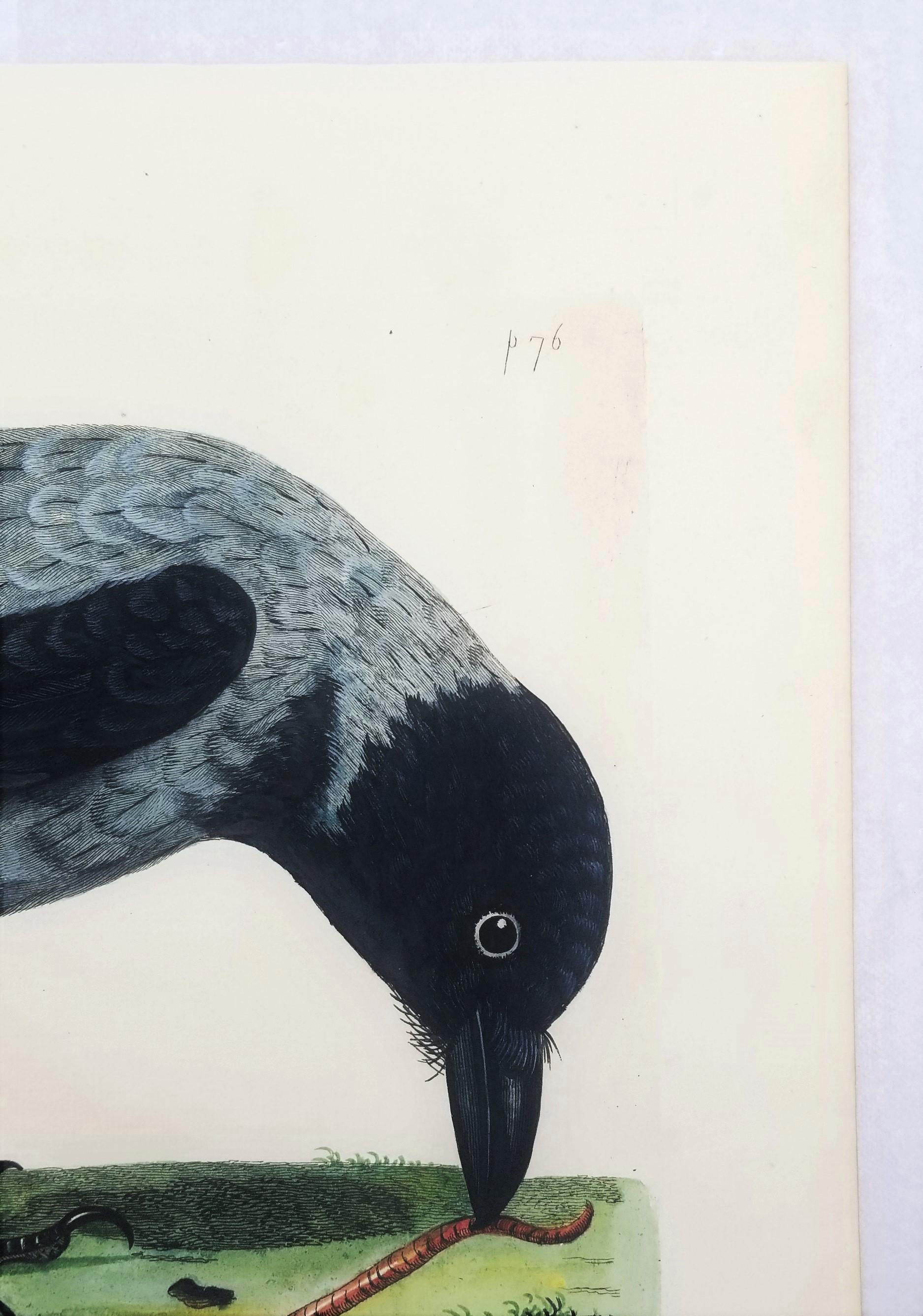 Il corvo di Royston (corvo con cappuccio) /// Thomas Pennant Ornitologia Uccelli Animali Arte in vendita 2