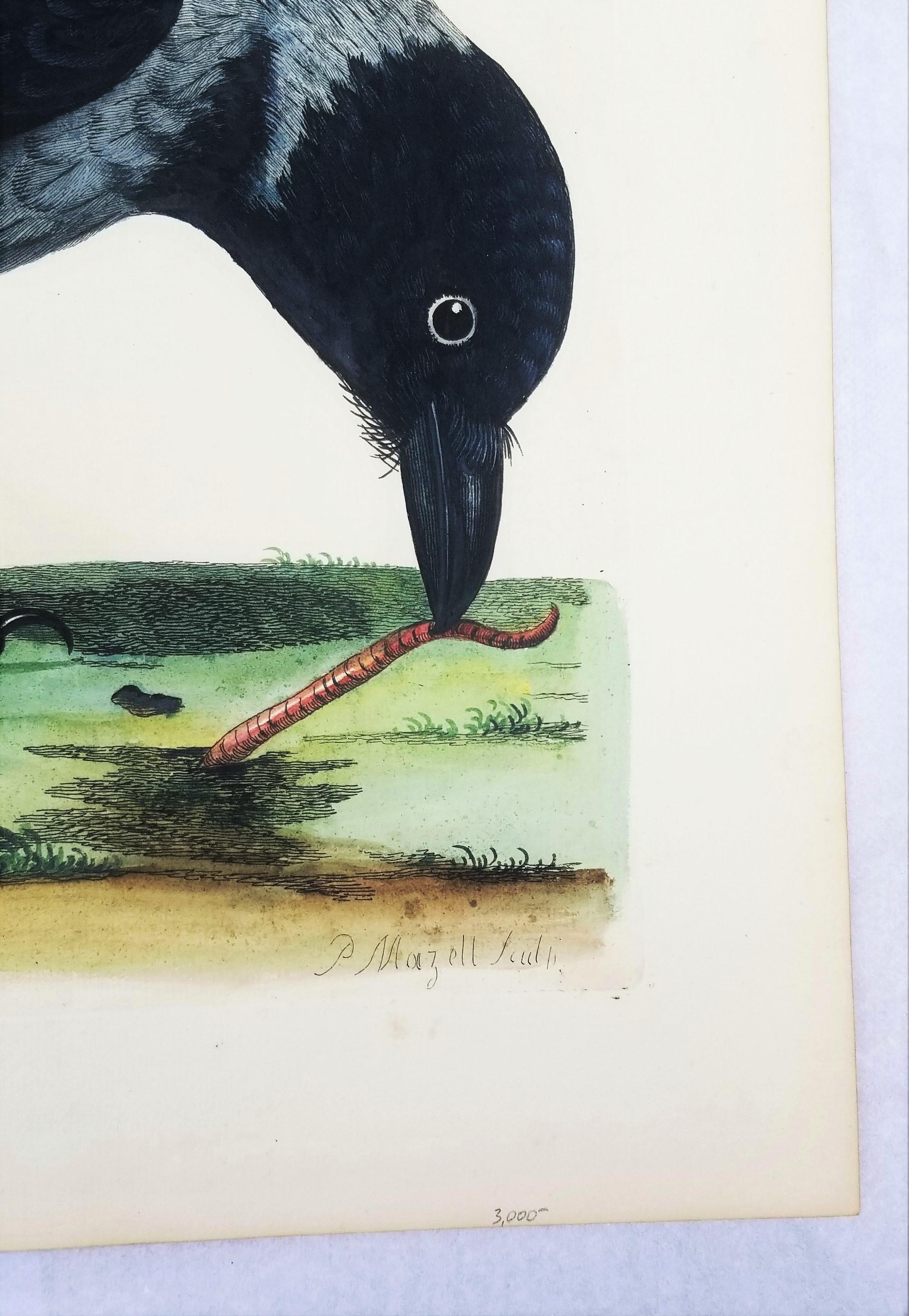 Il corvo di Royston (corvo con cappuccio) /// Thomas Pennant Ornitologia Uccelli Animali Arte in vendita 3