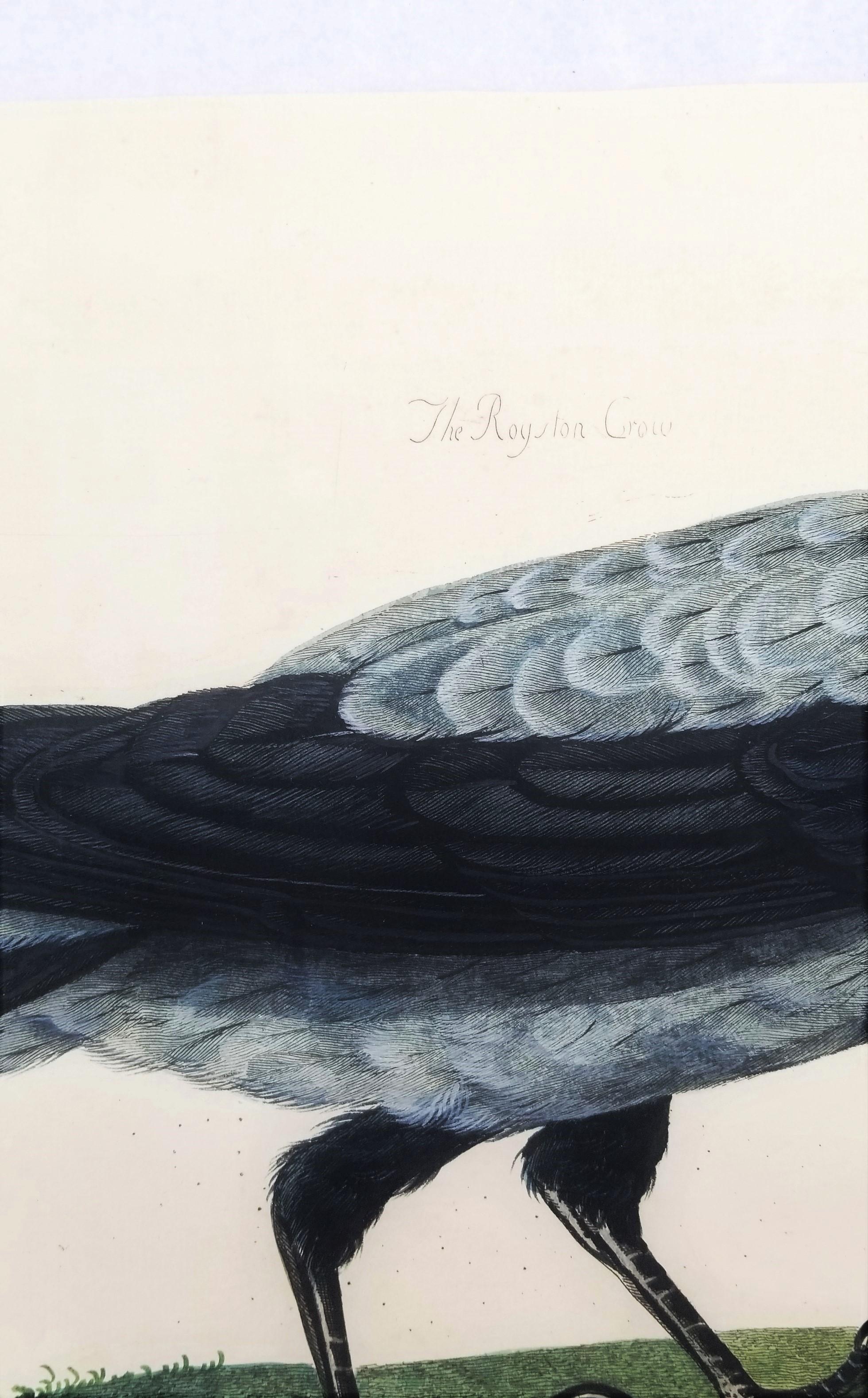 Il corvo di Royston (corvo con cappuccio) /// Thomas Pennant Ornitologia Uccelli Animali Arte in vendita 4