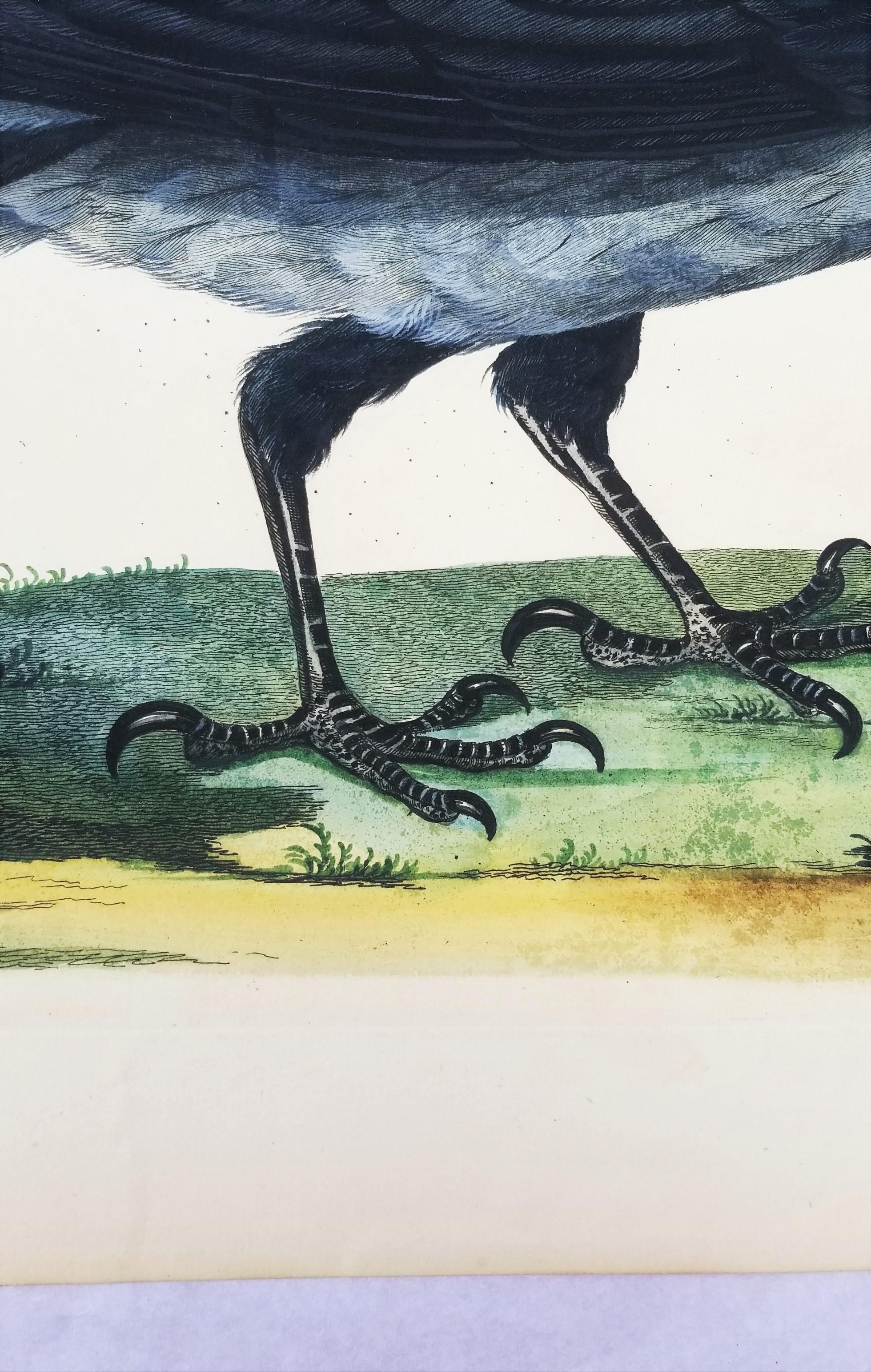Il corvo di Royston (corvo con cappuccio) /// Thomas Pennant Ornitologia Uccelli Animali Arte in vendita 5