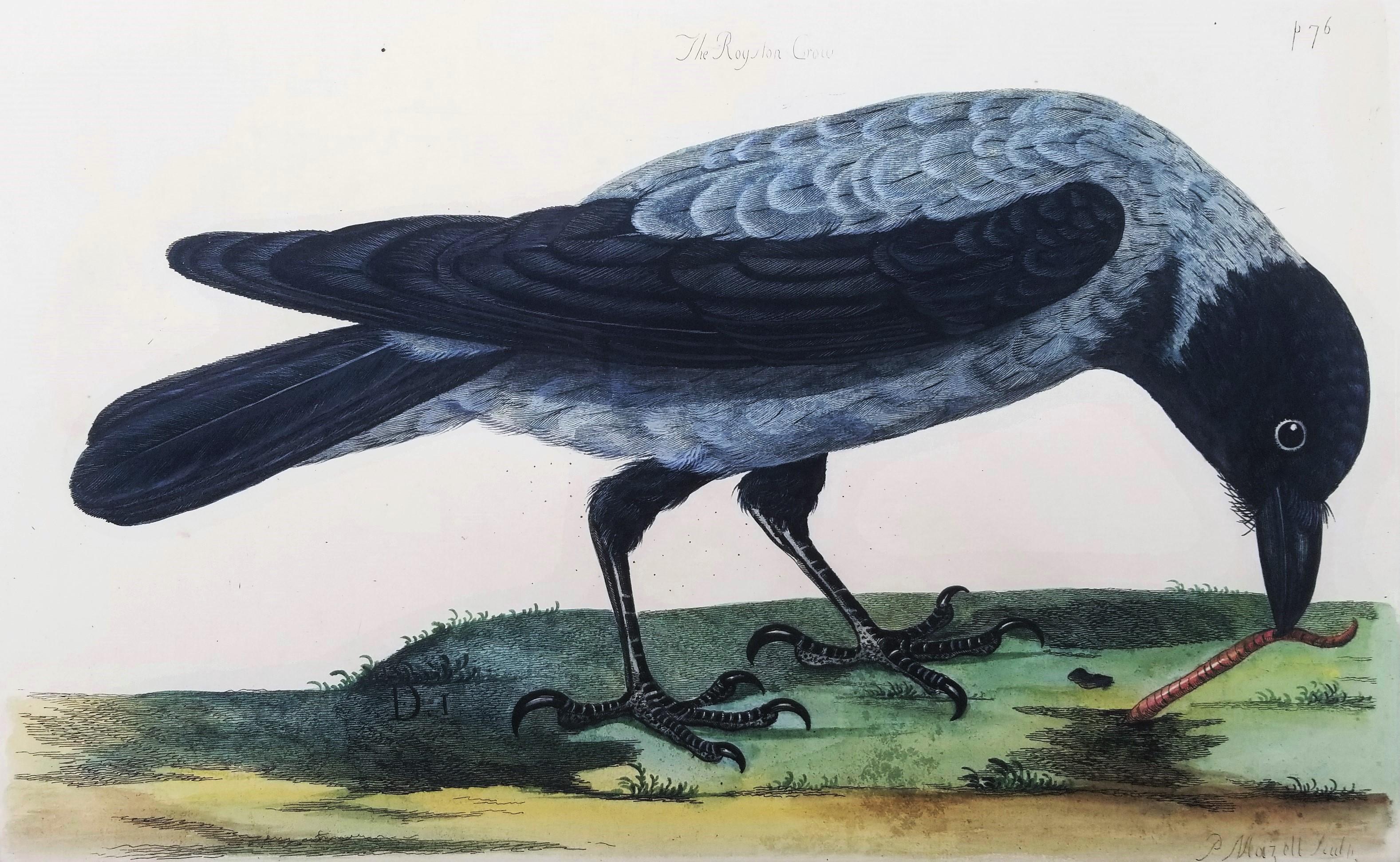 El cuervo de Royston (cuervo encapuchado) /// Thomas Pennant Ornitología Aves Arte animal