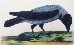 El cuervo de Royston (cuervo encapuchado) /// Thomas Pennant Ornitología Aves Arte animal