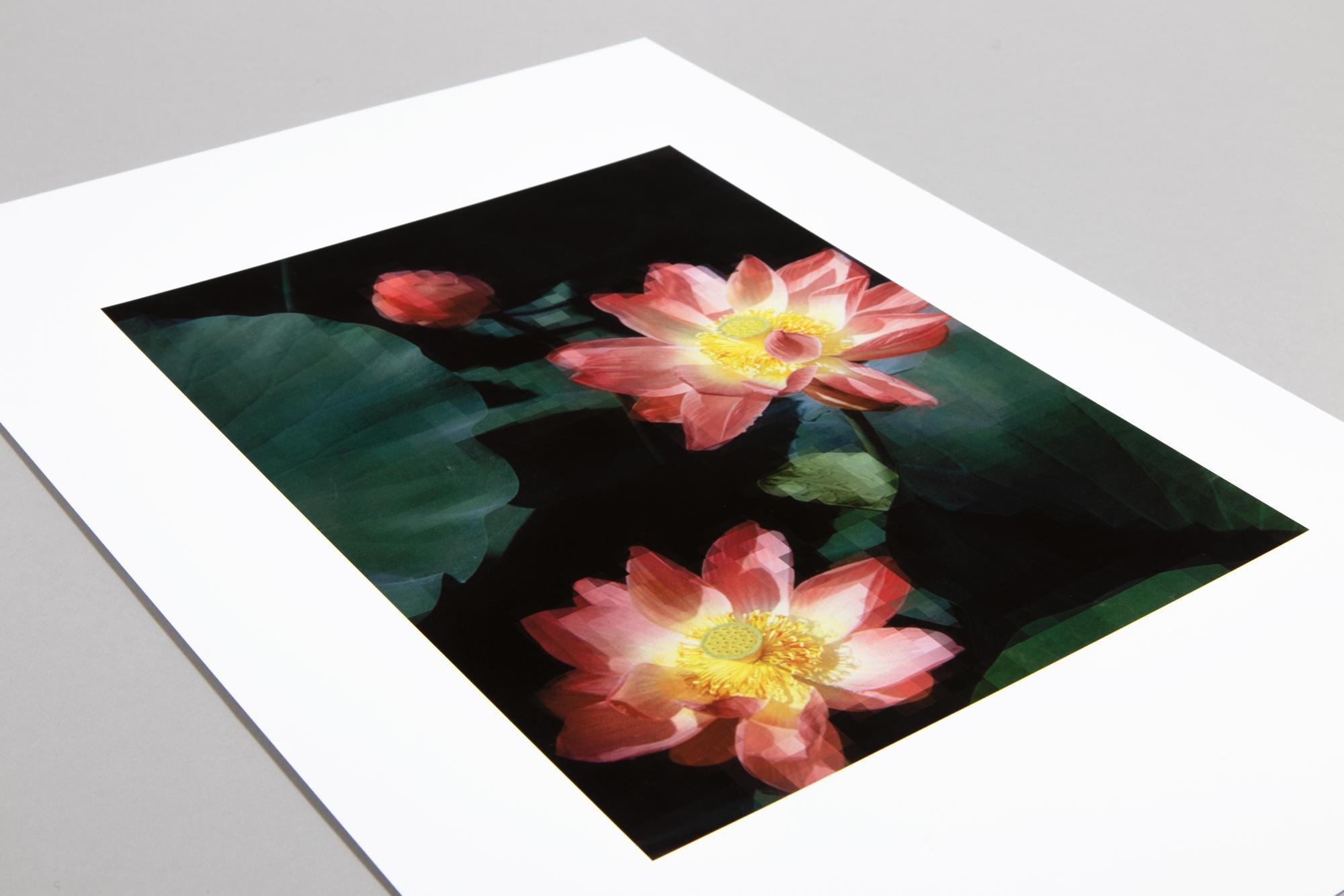 Thomas Ruff, Seerose – signierter Fotodruck, zeitgenössische Kunst 1