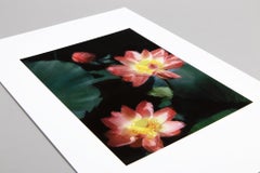 Thomas Ruff, Seerose - Signed Photographic Print, Contemporary Art