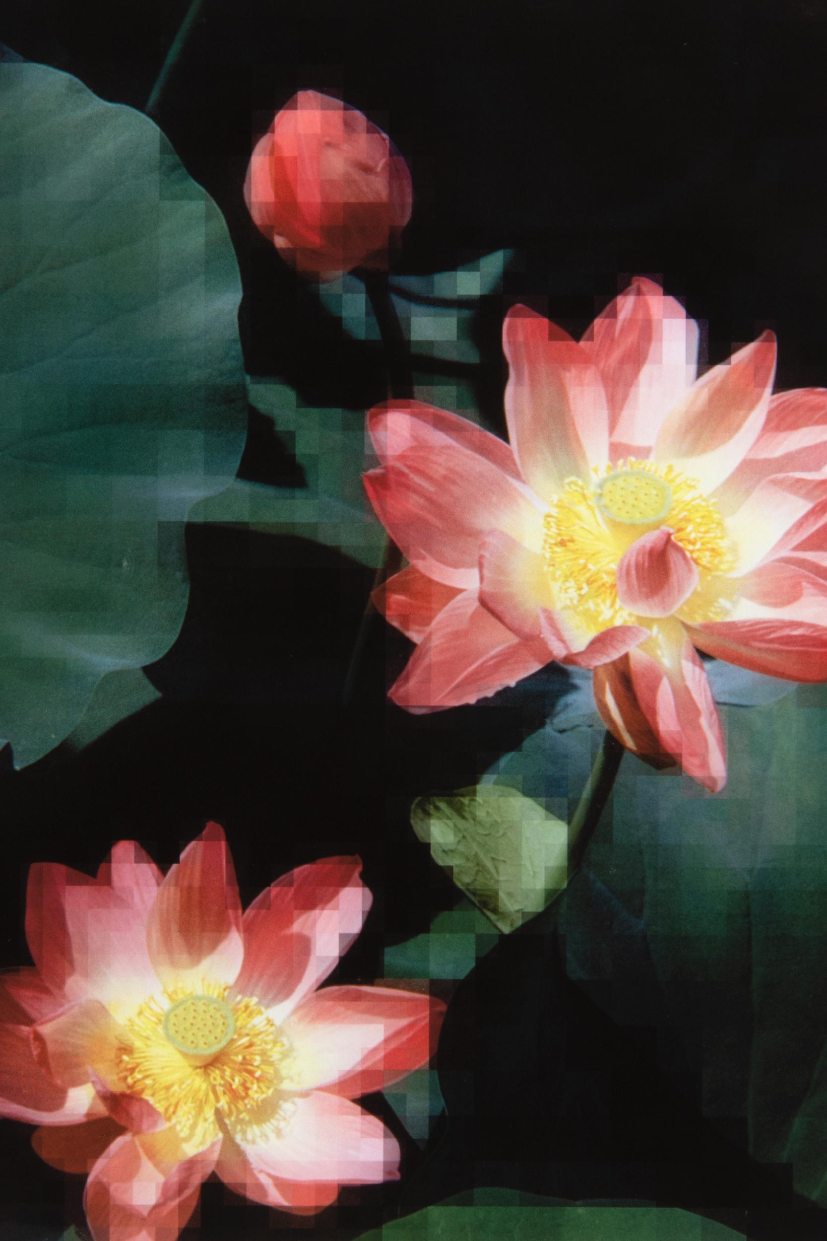 Thomas Ruff, Seerose - Impression photographique signée, art contemporain en vente 3