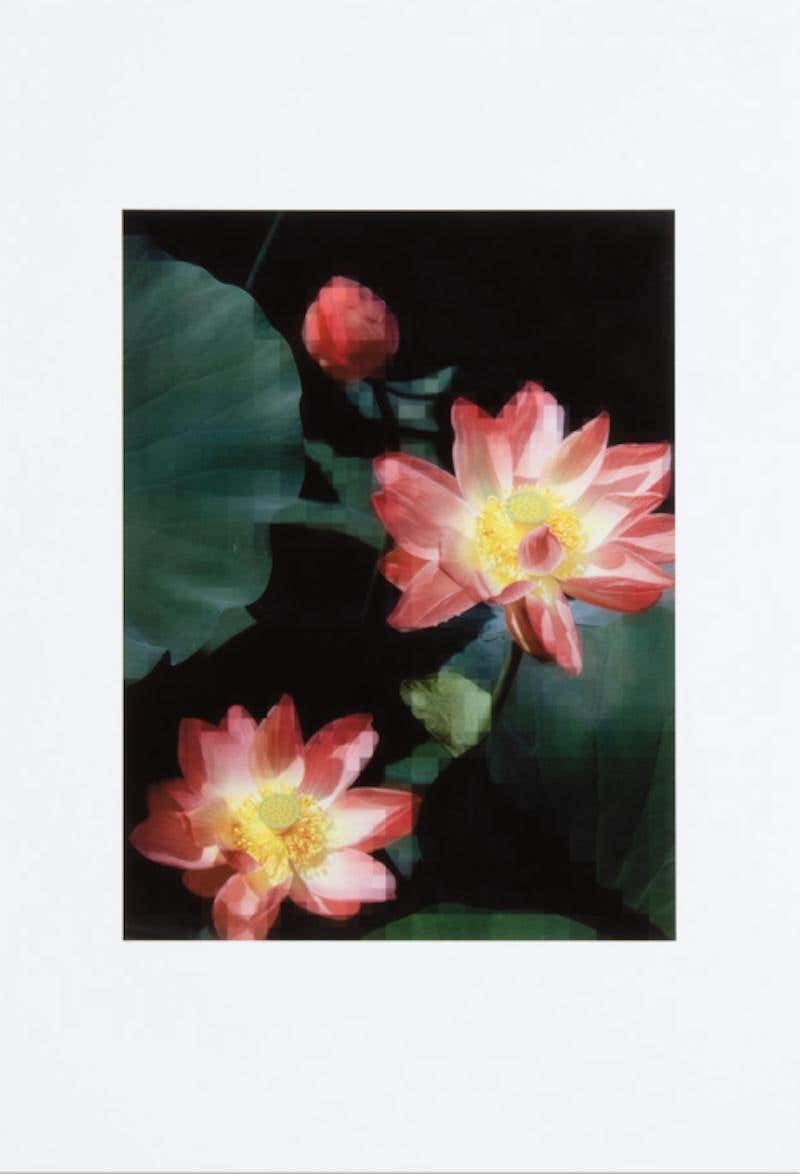 Lotus Flower
