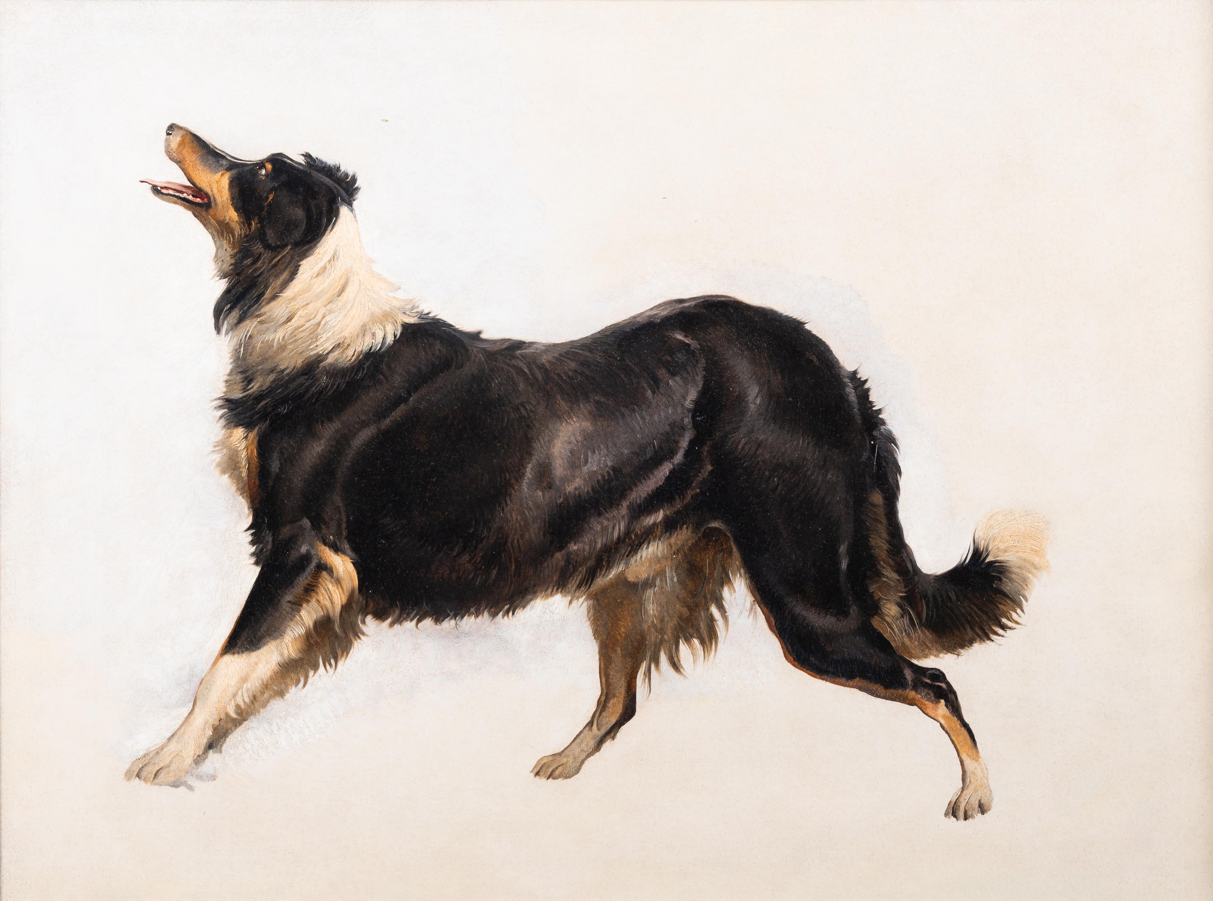 Studie über einen Collie – Painting von Thomas Sidney Cooper